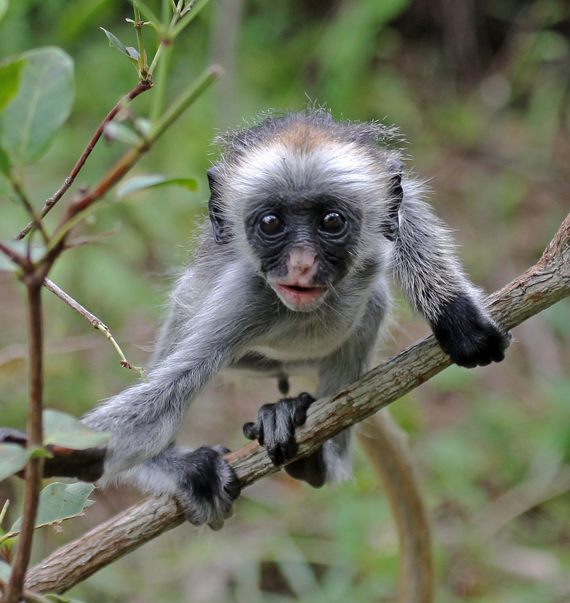 Piccolo rosso Colobus scimmie