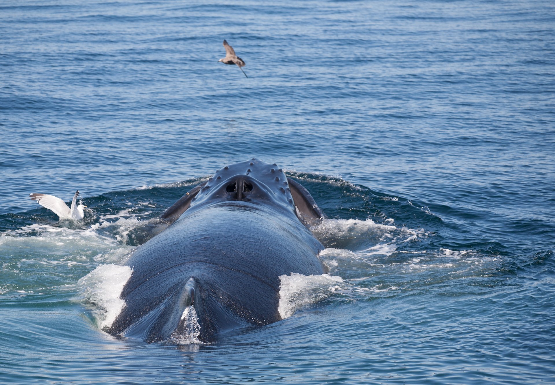 Whale watching (Osservazione delle balene)