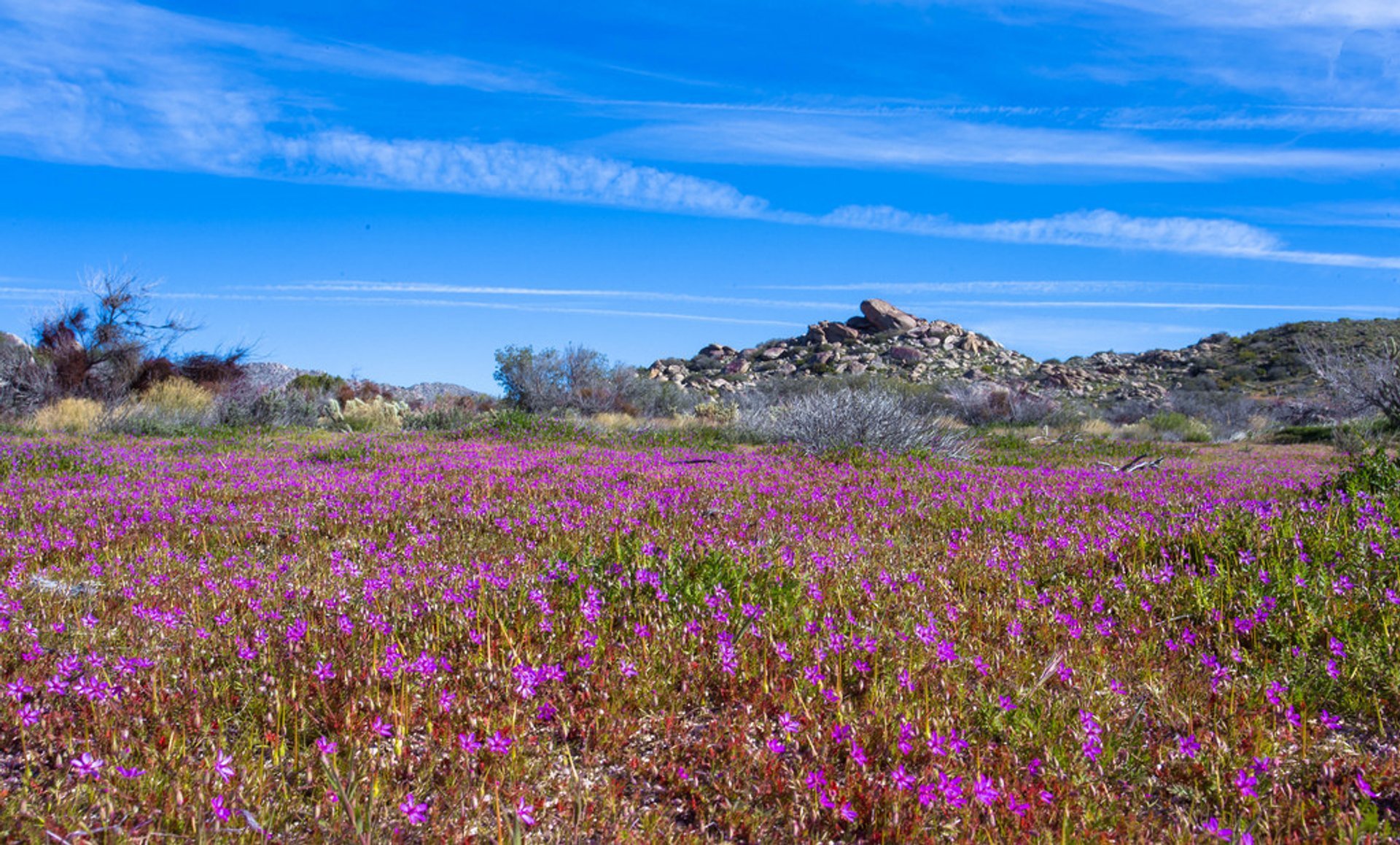 Super Bloom nel deserto di Anza-Borrego