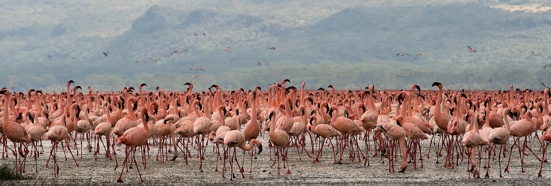 Flamingos nos Lagos do Vale do Rift