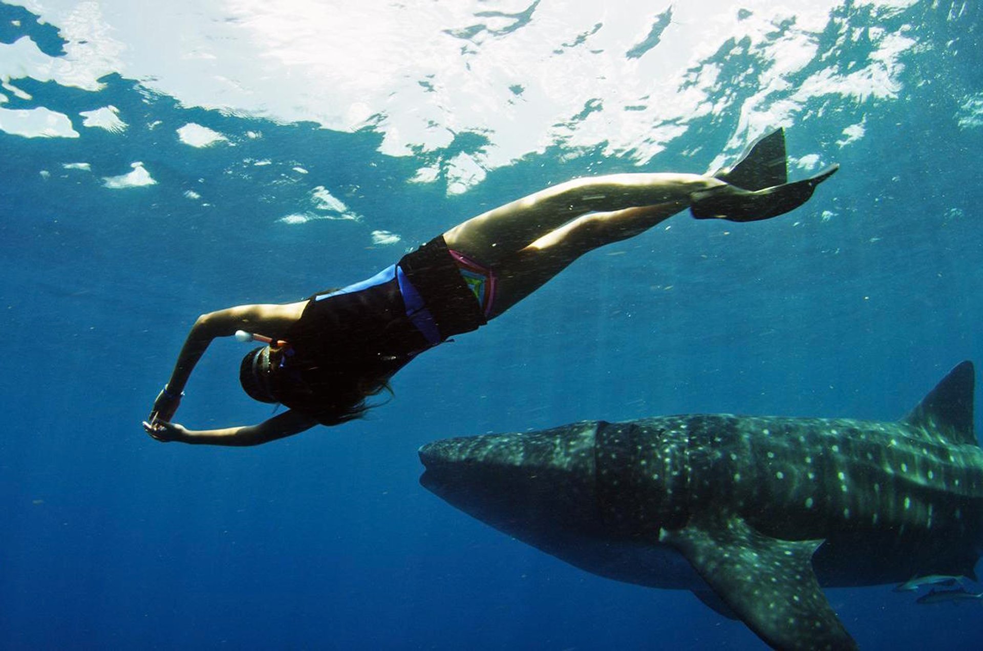 Swimming with Whale Sharks