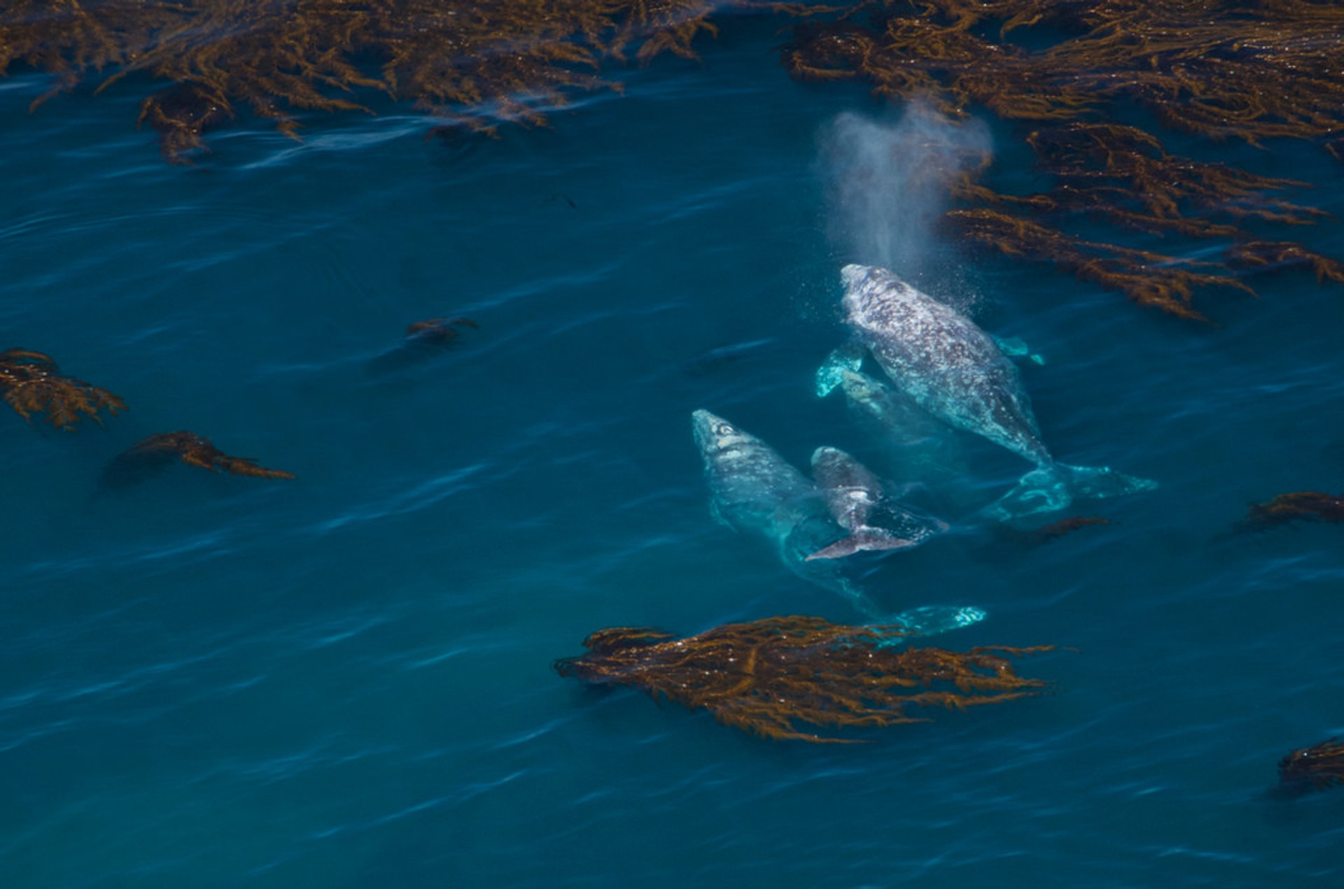 Avistamiento de ballenas en Alaska