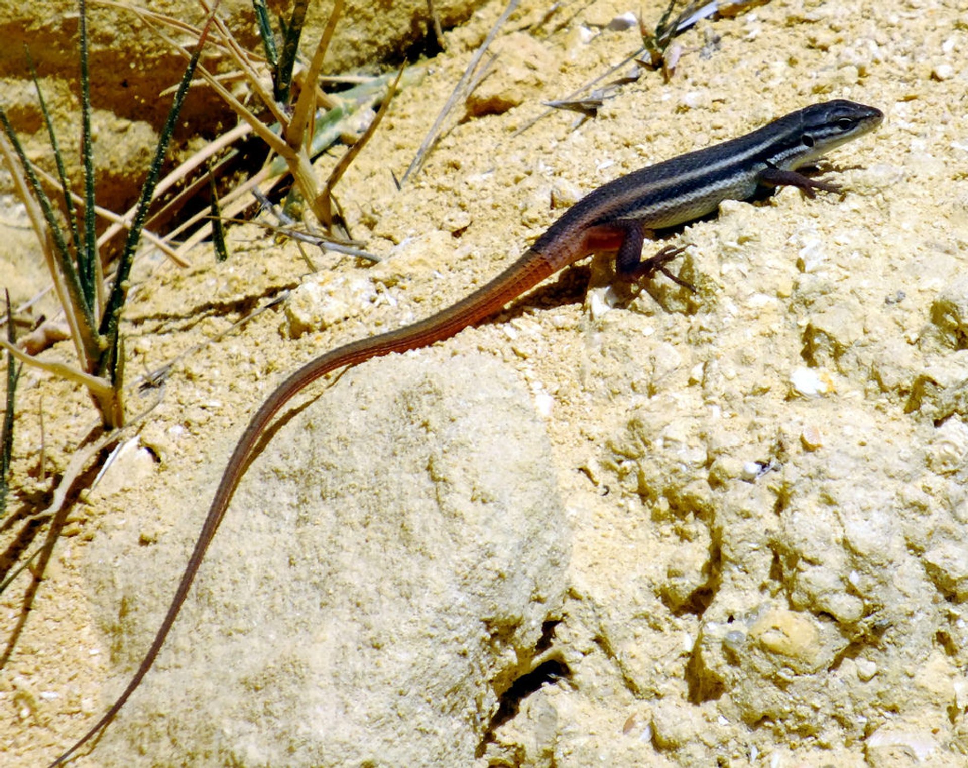 Chameleons und andere Reptilien an der Algarve