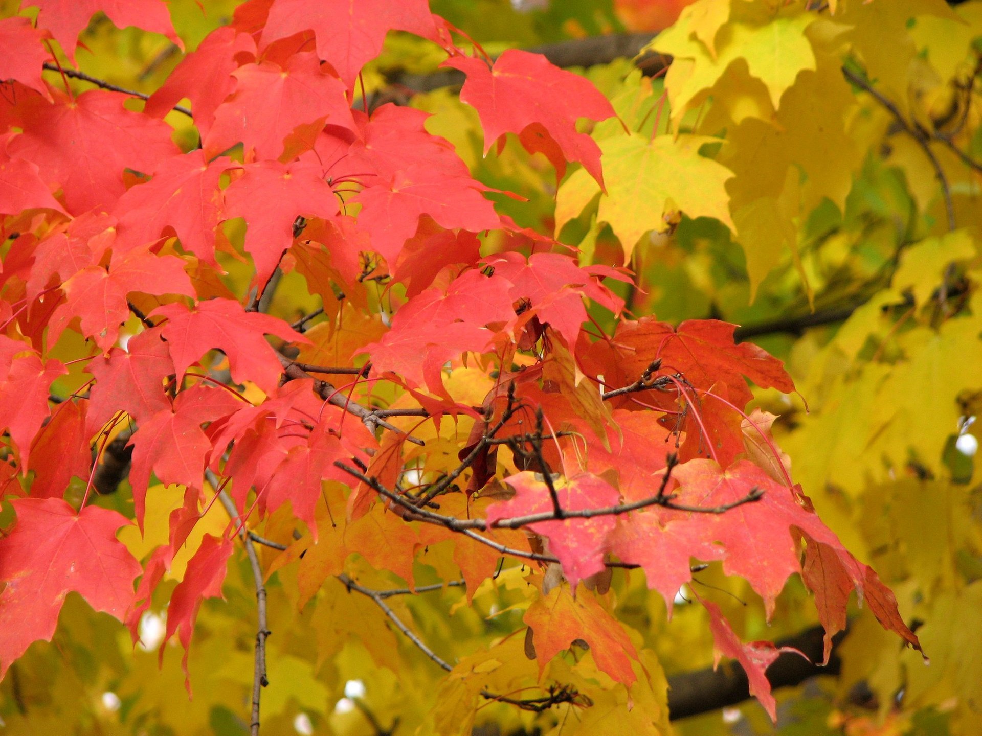Colori dell'autunno di Minnesota