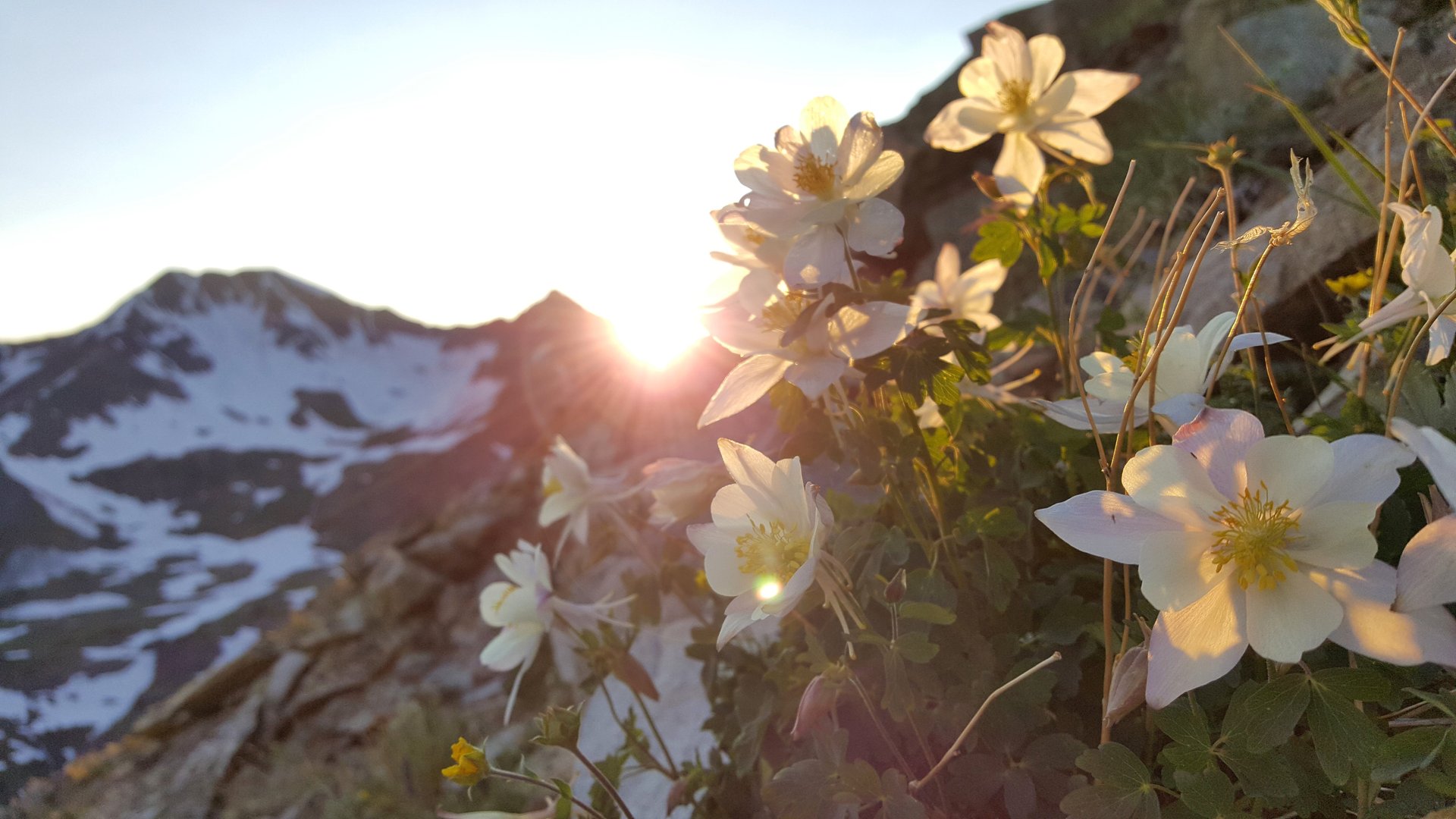 Crested Butte Wildflower Festival