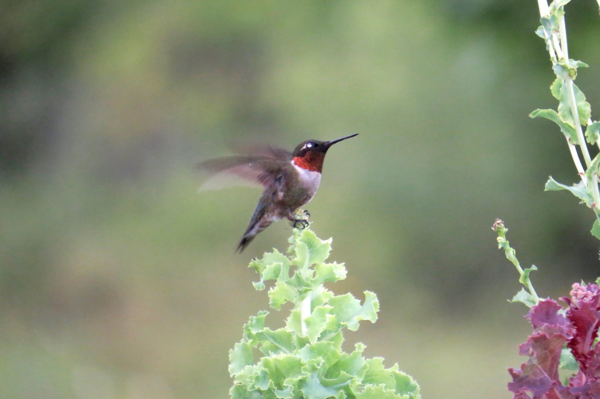 Colibríes