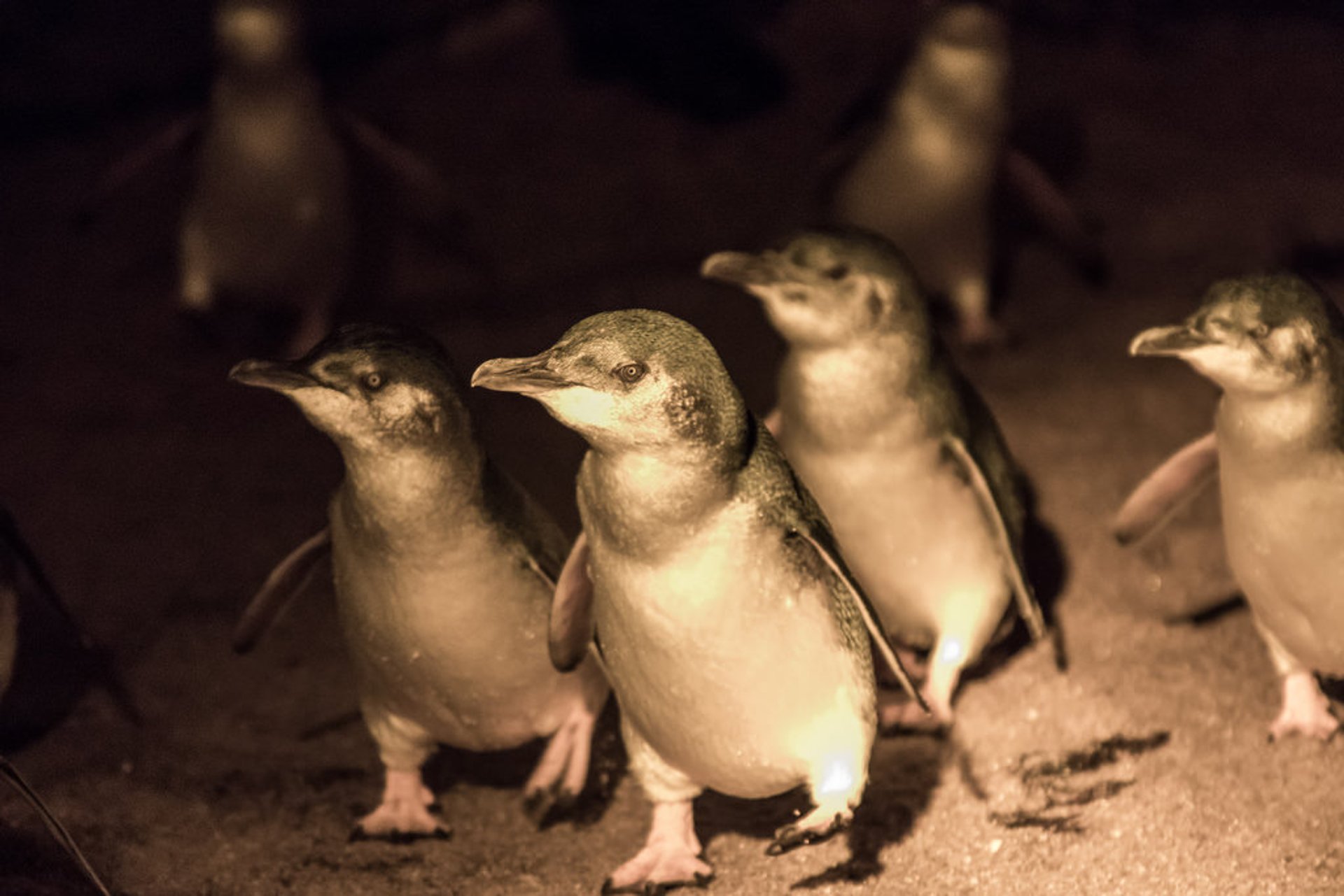 Die kleinsten Pinguine der Welt beobachten