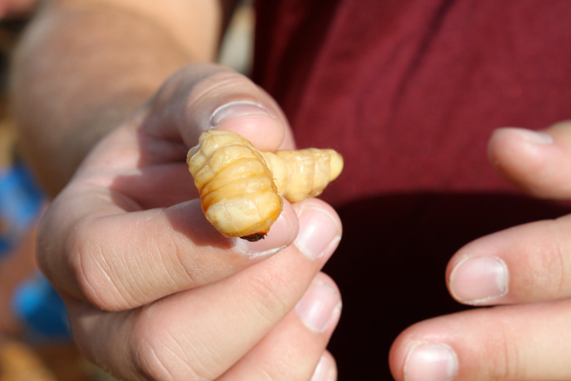 Hokitika Wildfoods Festival