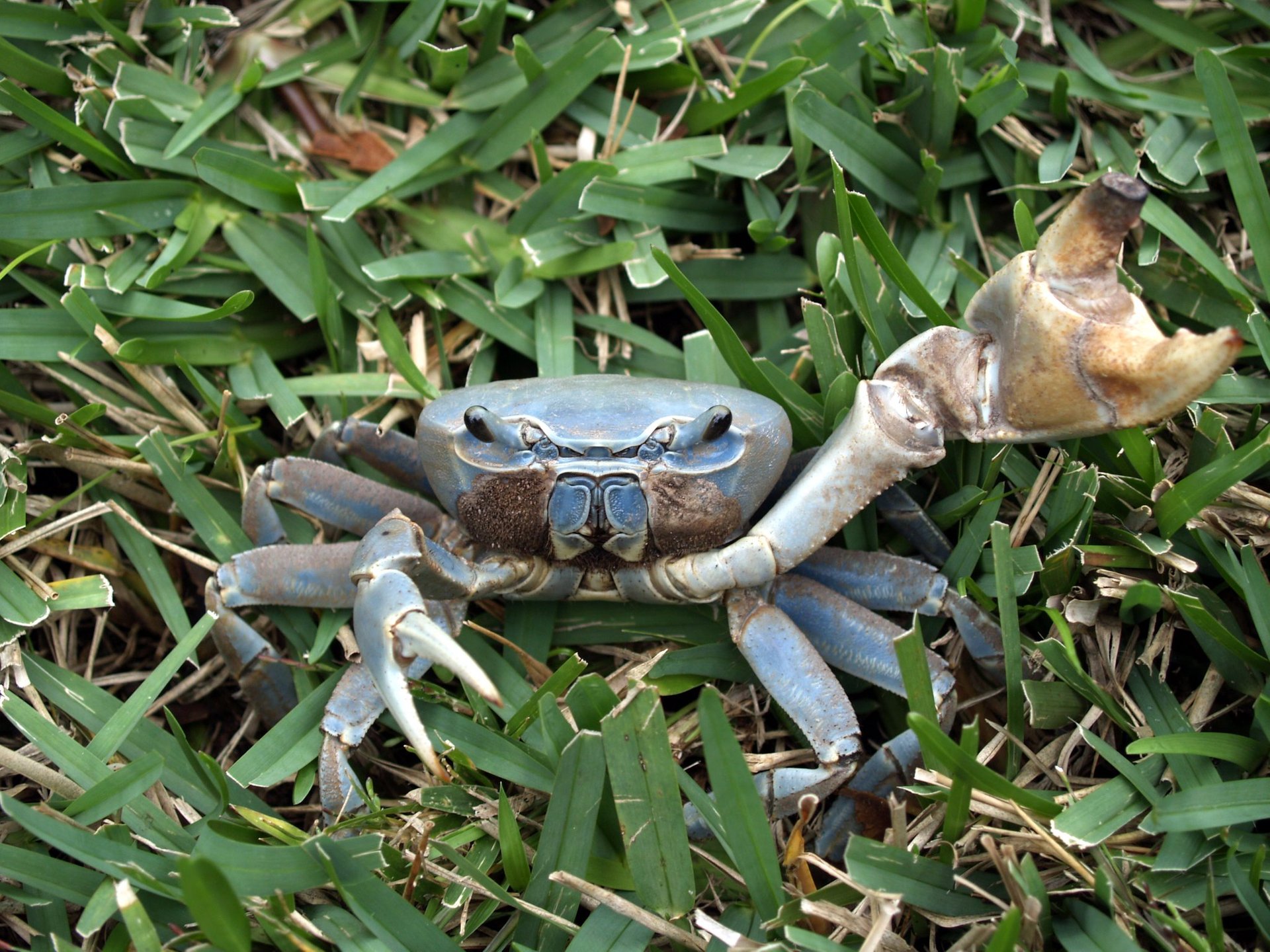 Land Crab Migration