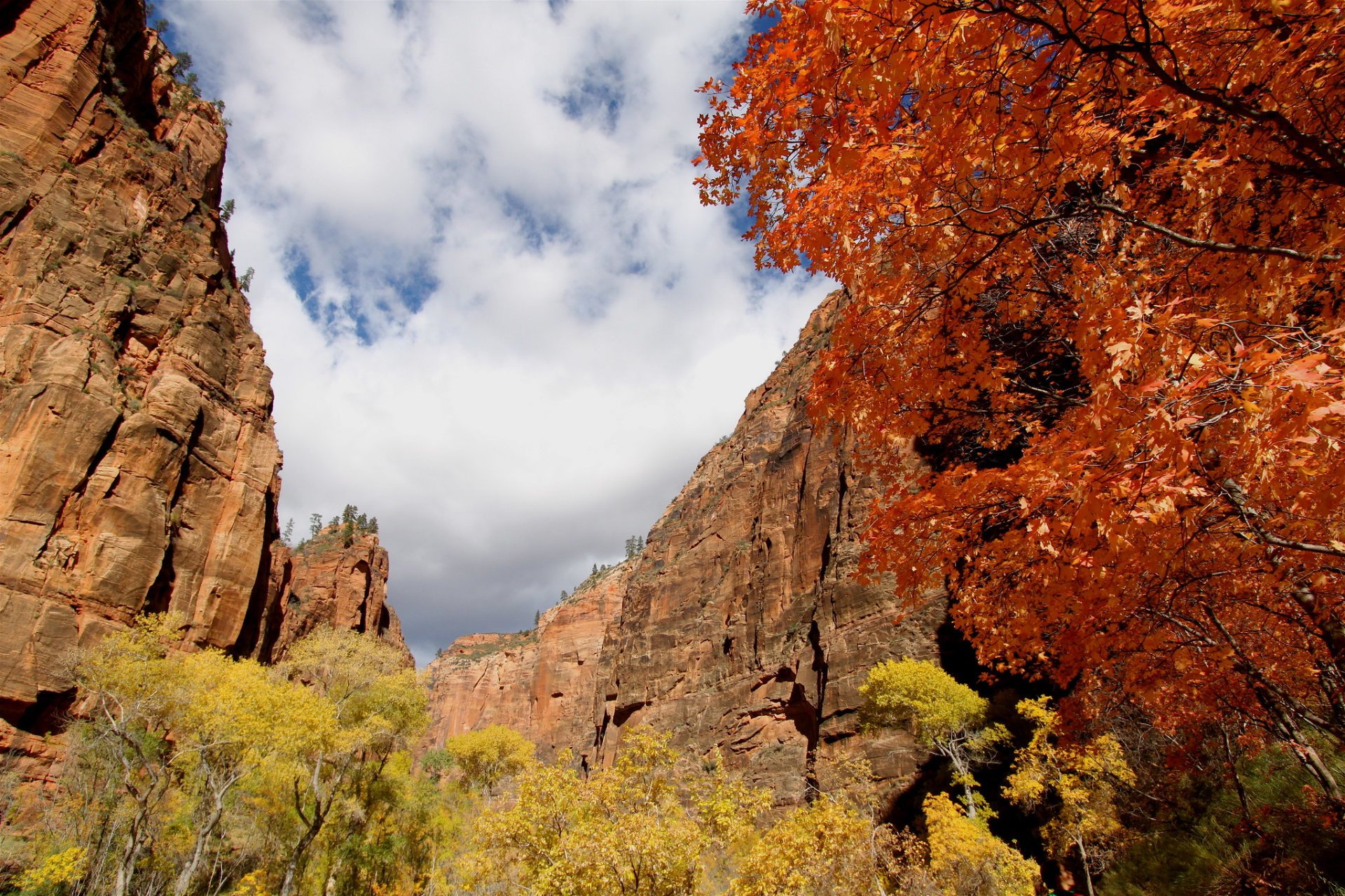 Colori autunnali del parco nazionale di Zion