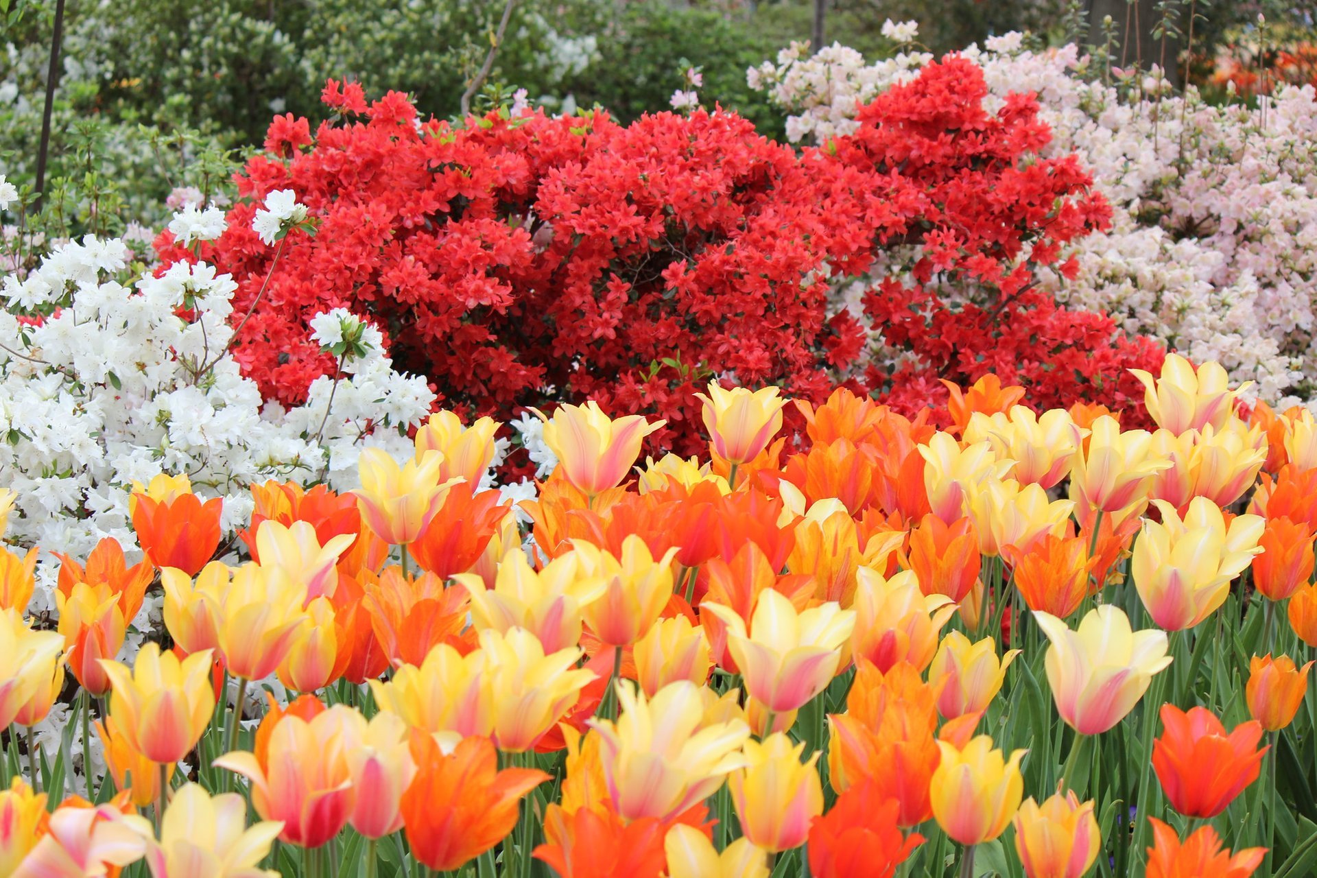 Dallas Blooms