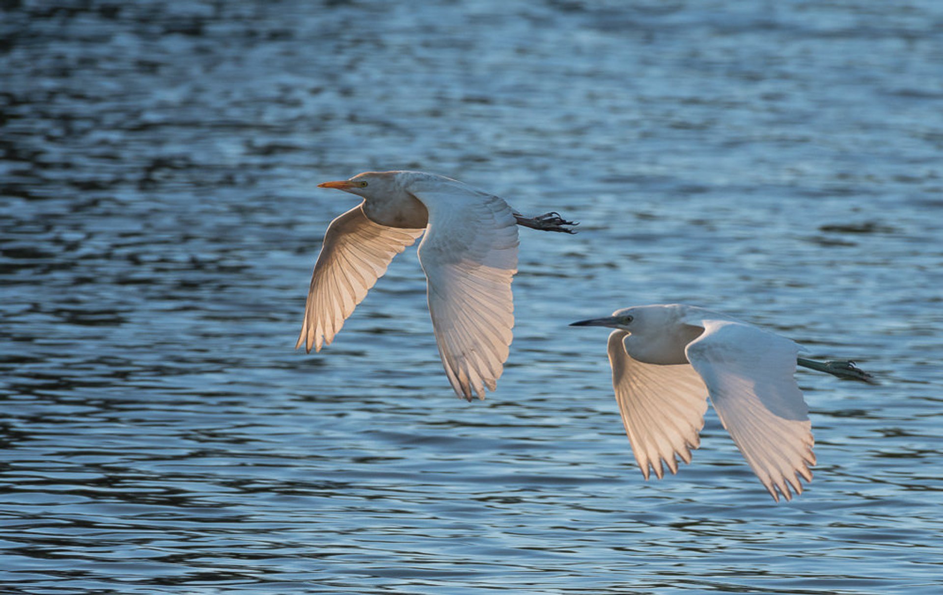 Vogelbeobachtung