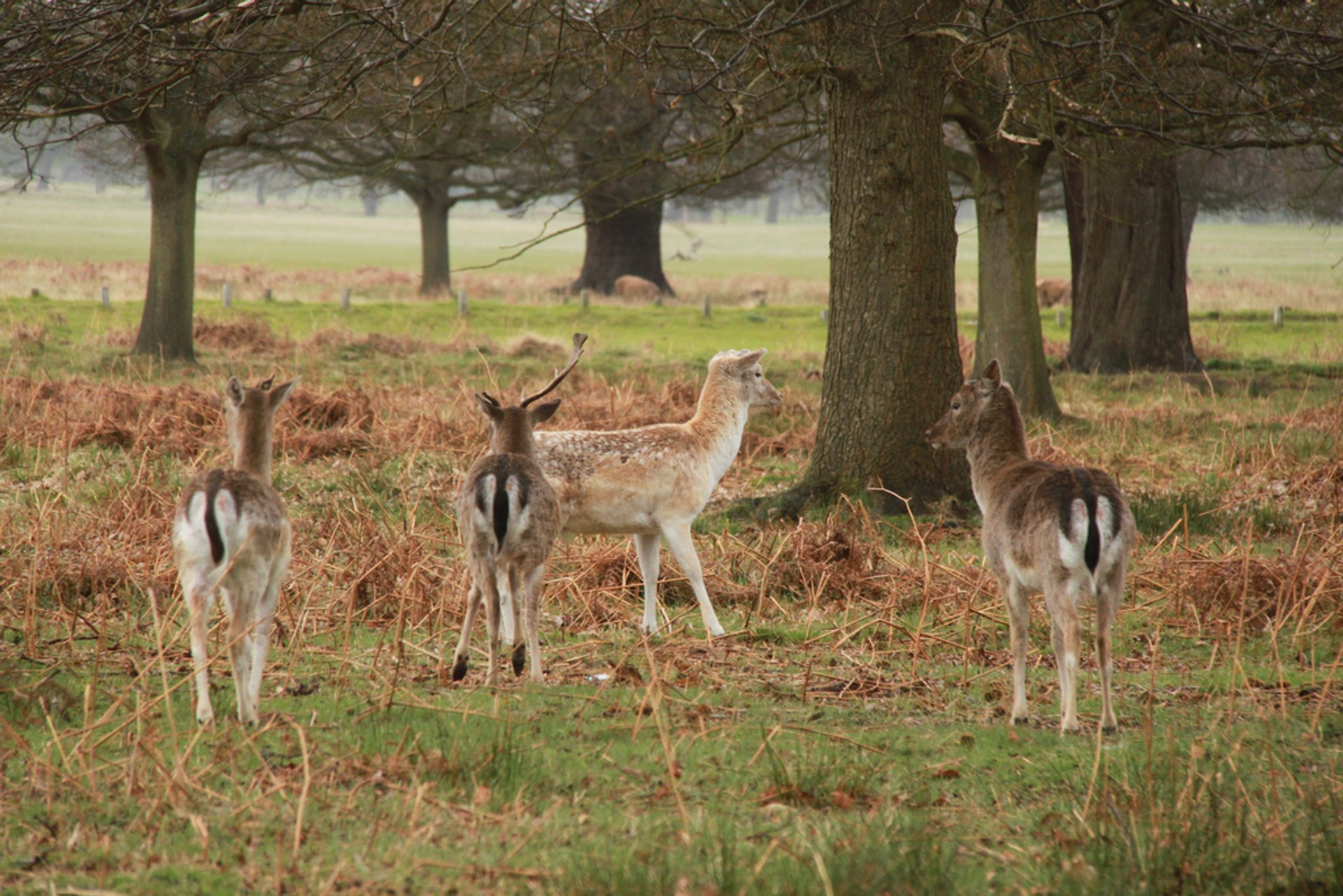 Veados assistindo em Richmond Park