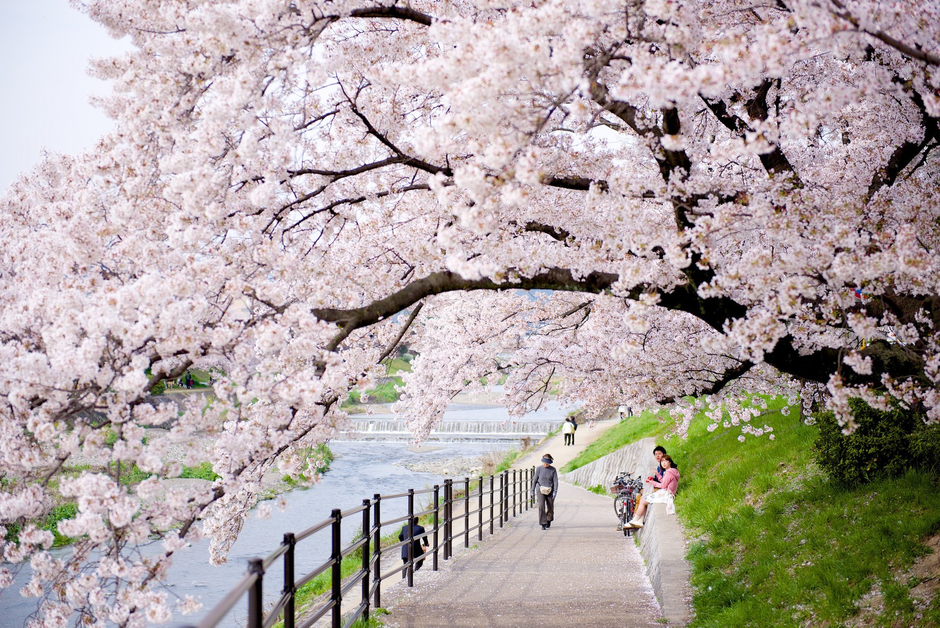 Cerezos en flor en Kyoto, 2023