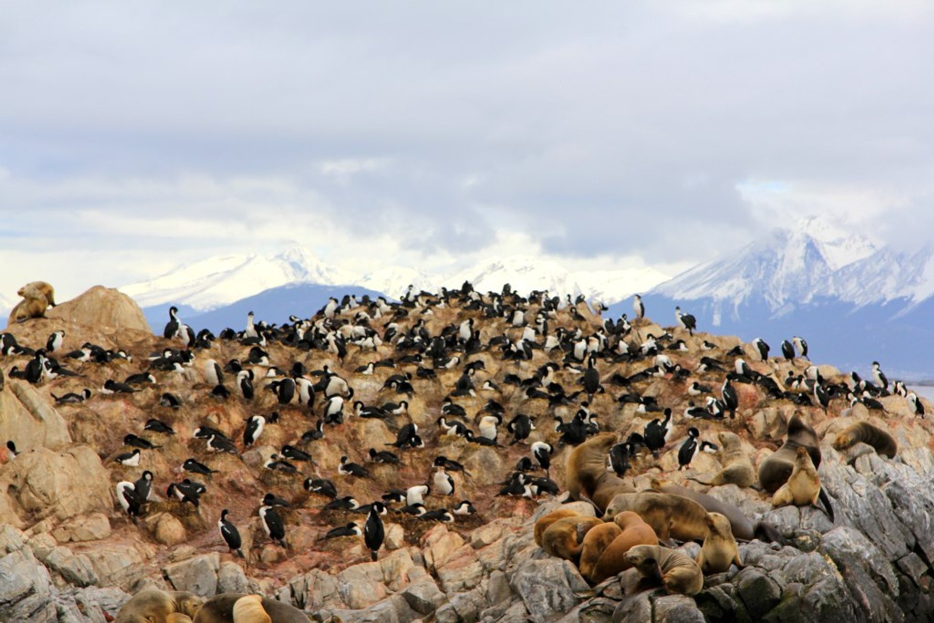 Patagonia Tierwelt