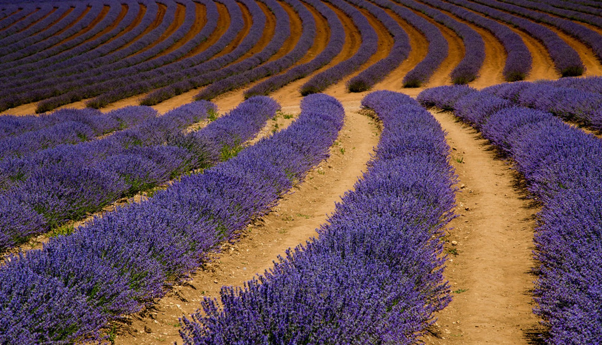 Saison de lavande