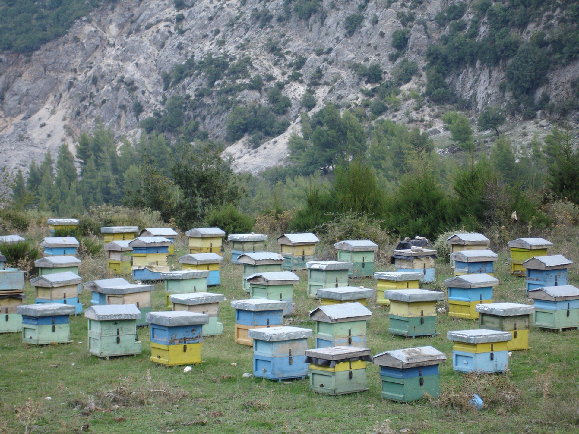 Honey Harvest