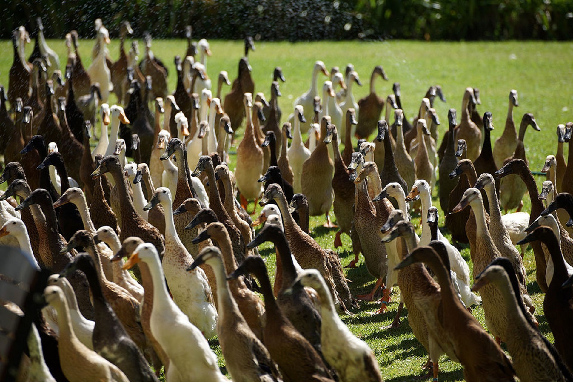 The Army of Ducks