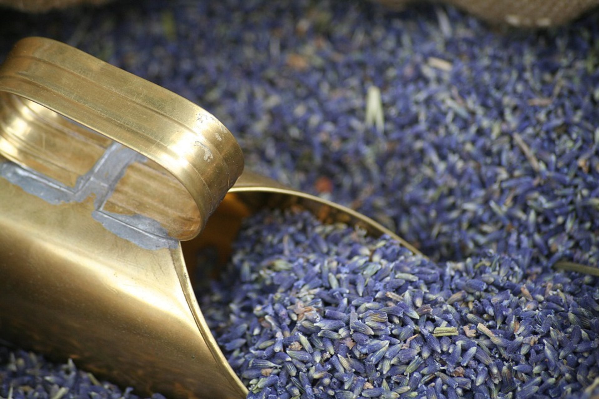 Campi di lavanda in Bloom