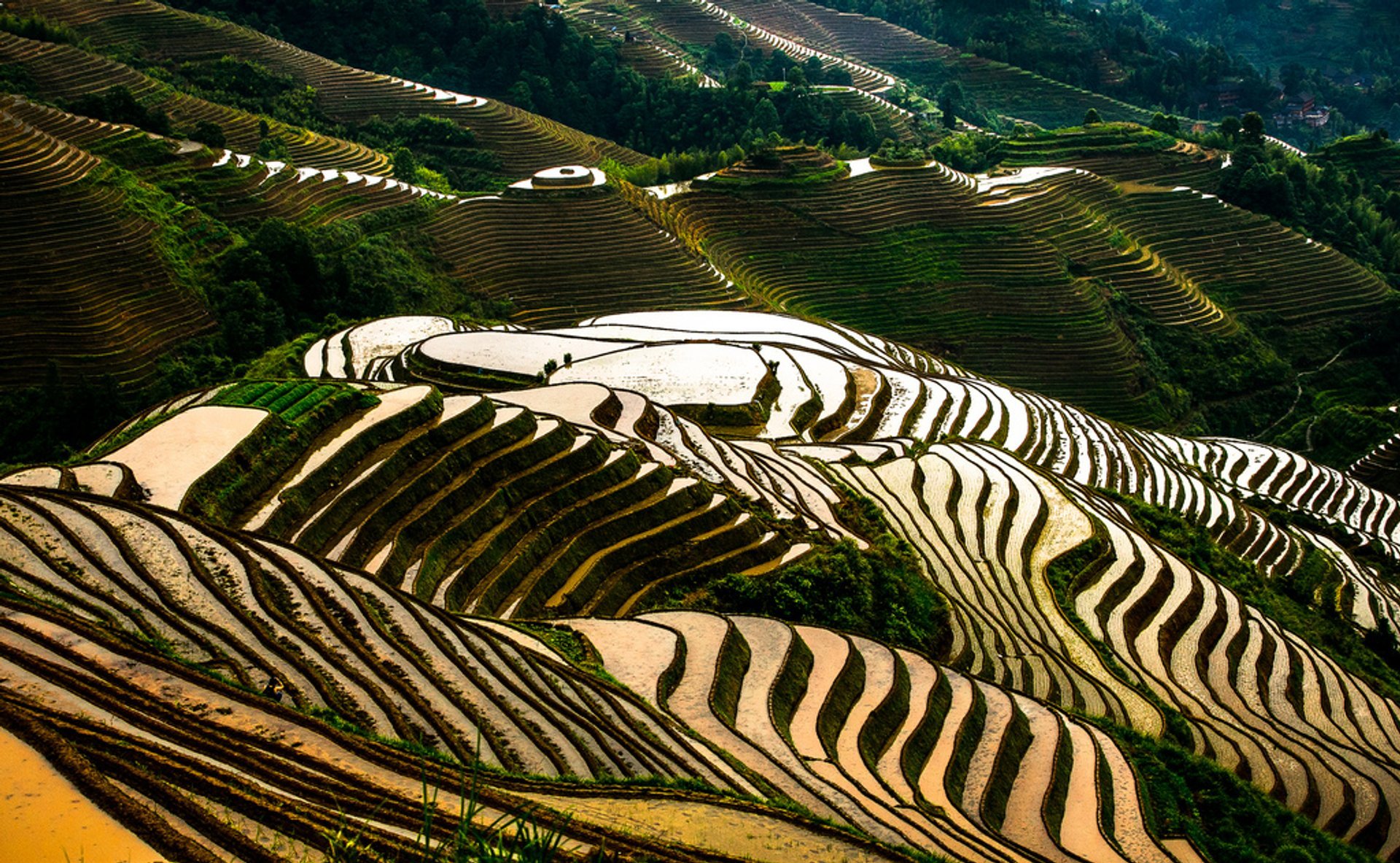 Terrazze di riso Longsheng (Longji)