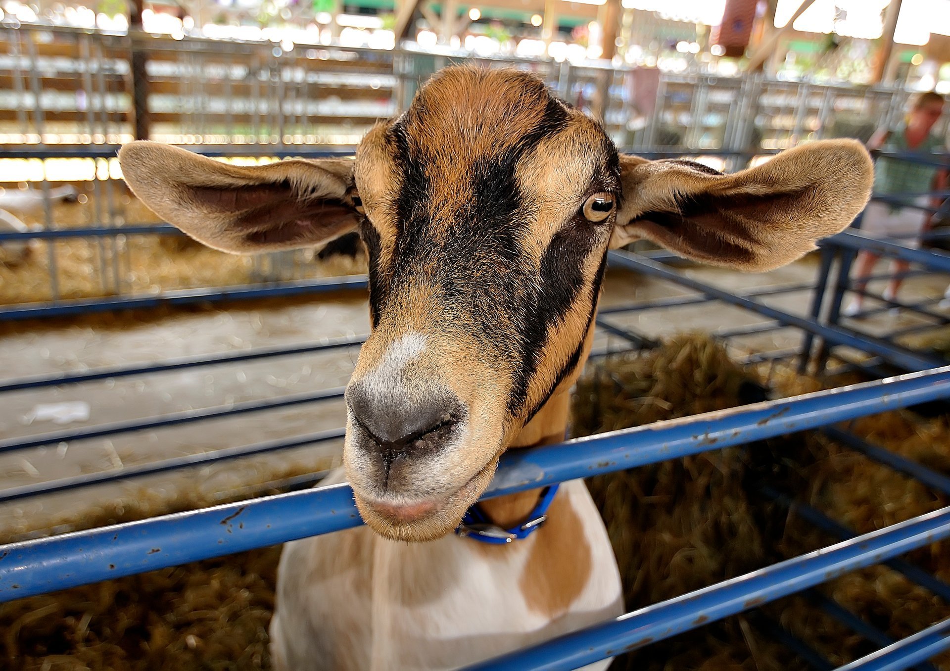 New Jersey State Fair