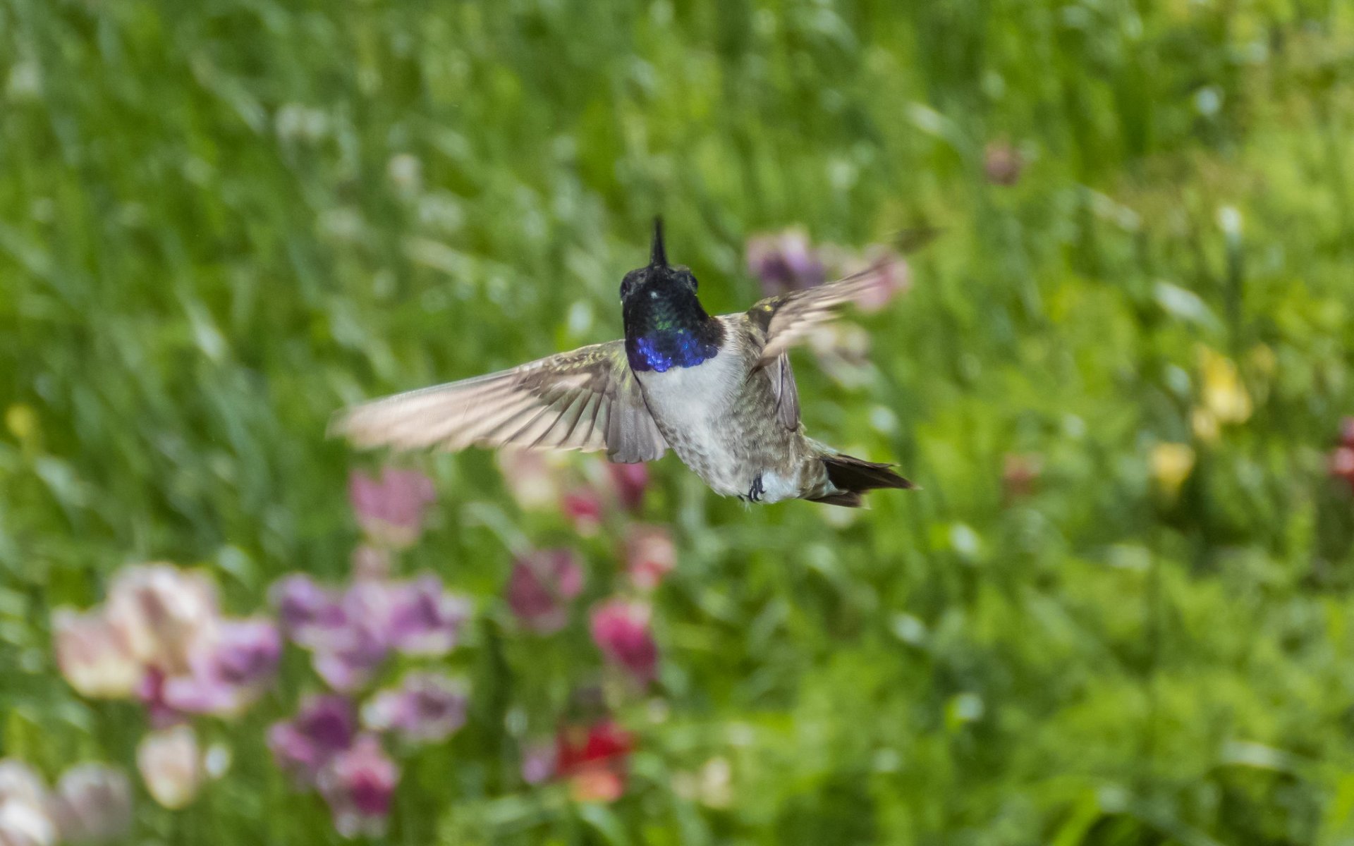 Colibríes