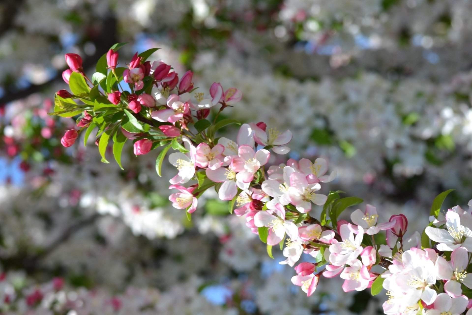 Flor de cereja