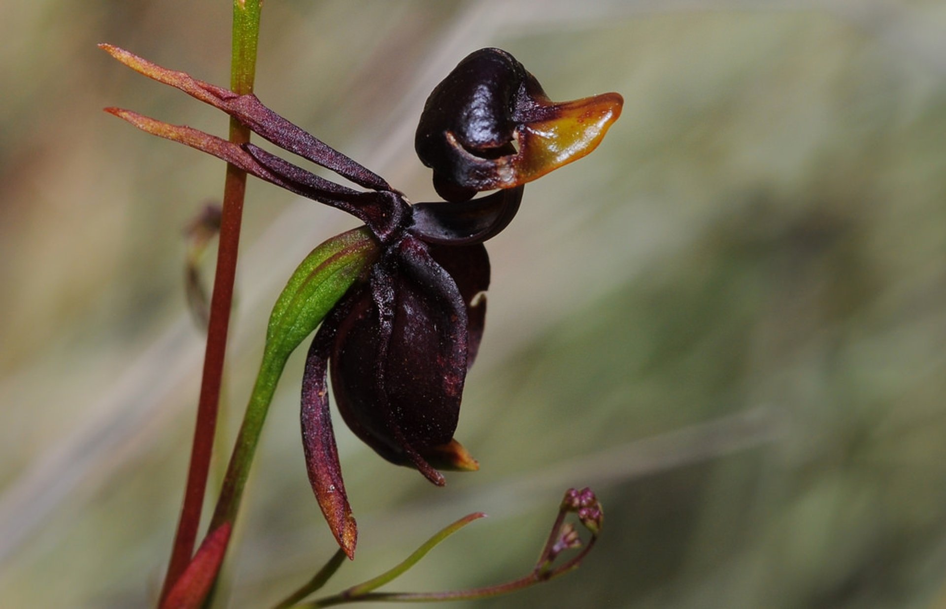 Orquídea de Pato Voador