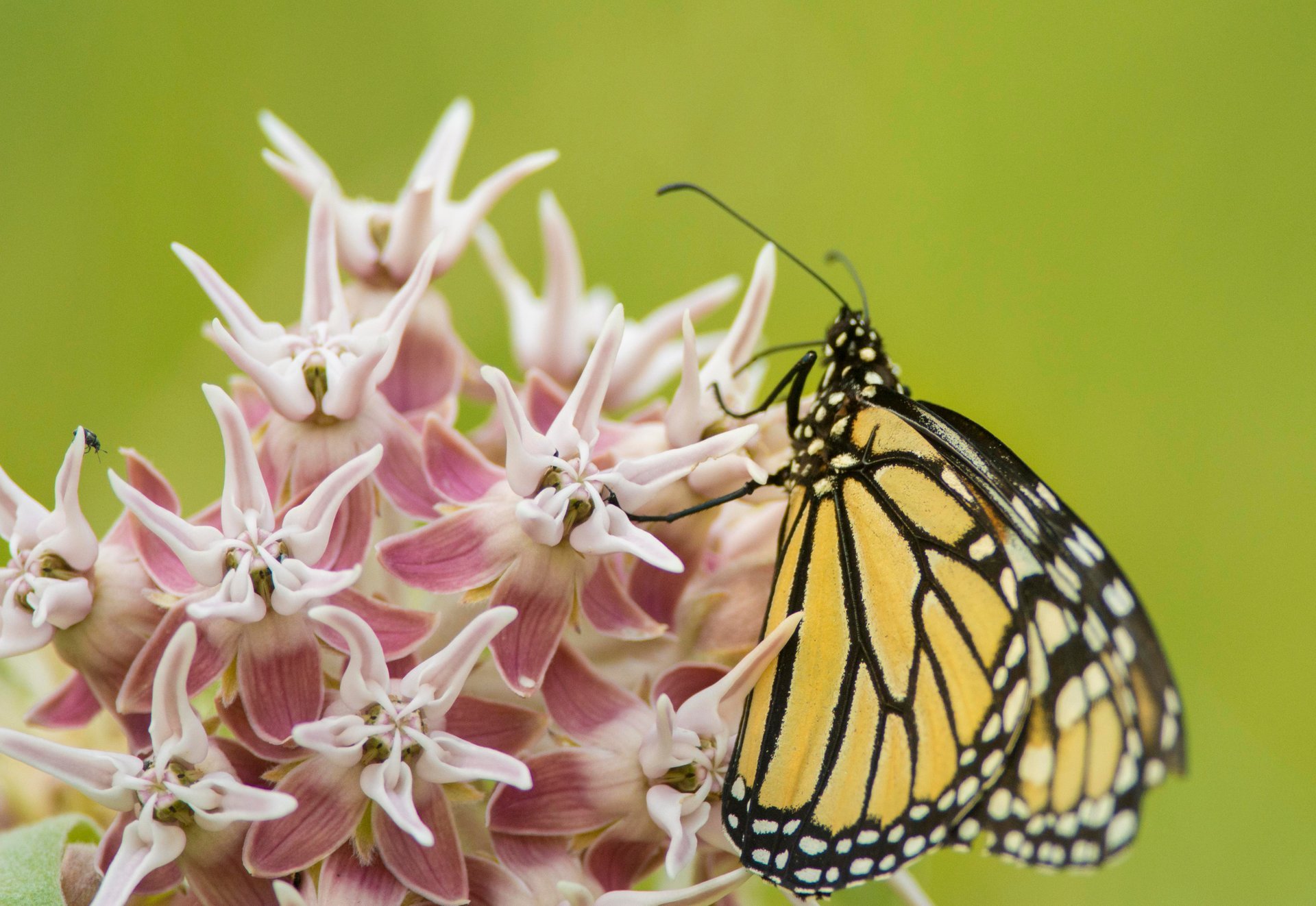 Asclepias e farfalli monarci