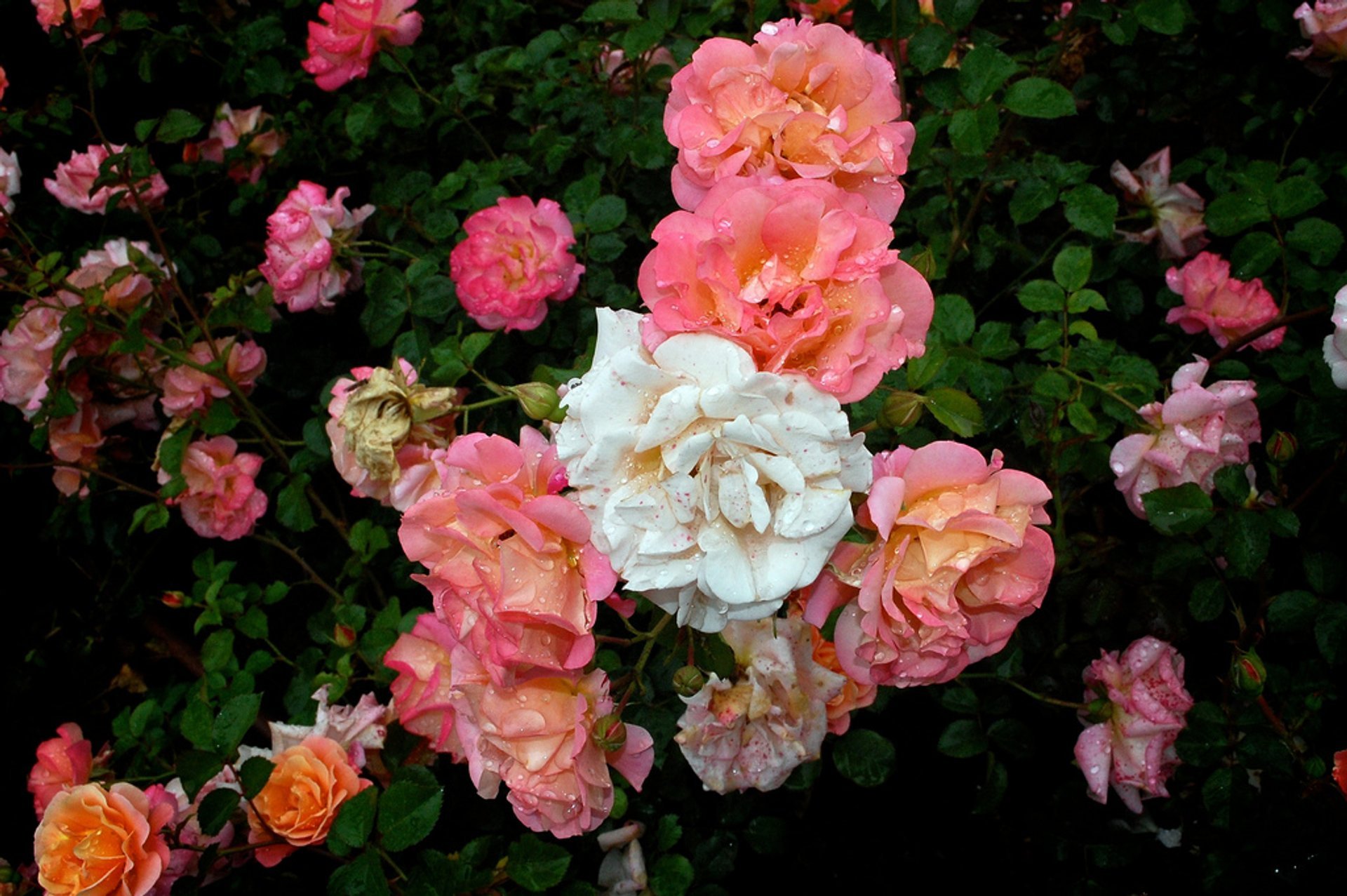 Jardines de rosas