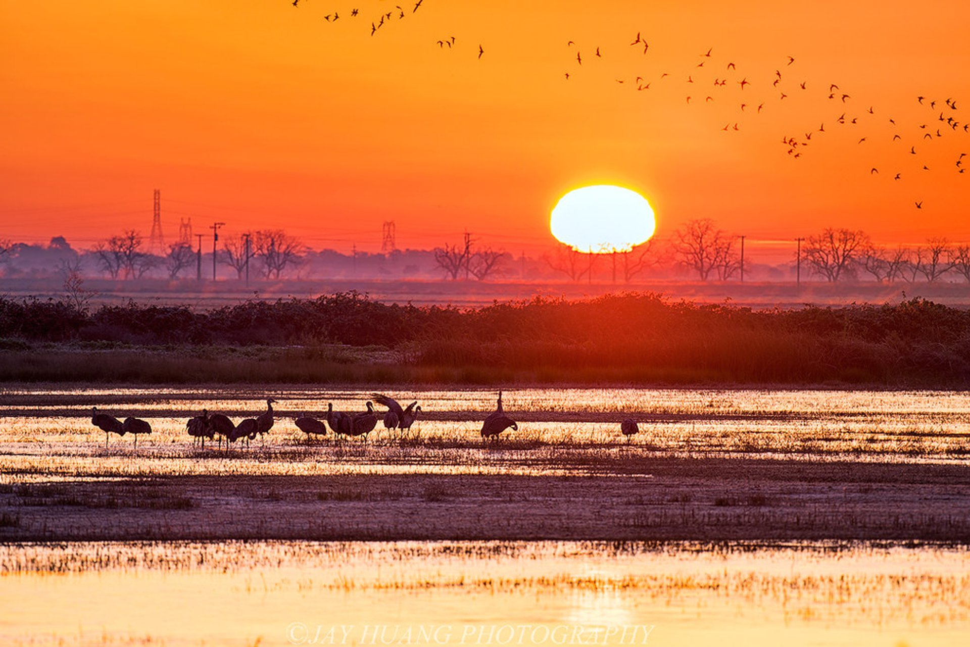 La migración de las grullas