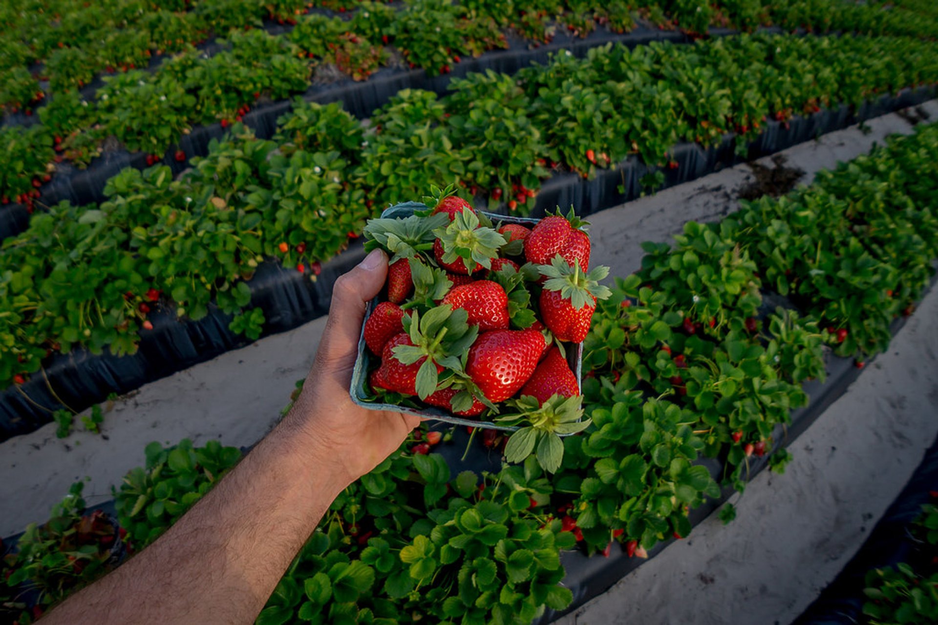Florida Strawberry Festival 2023 Dates