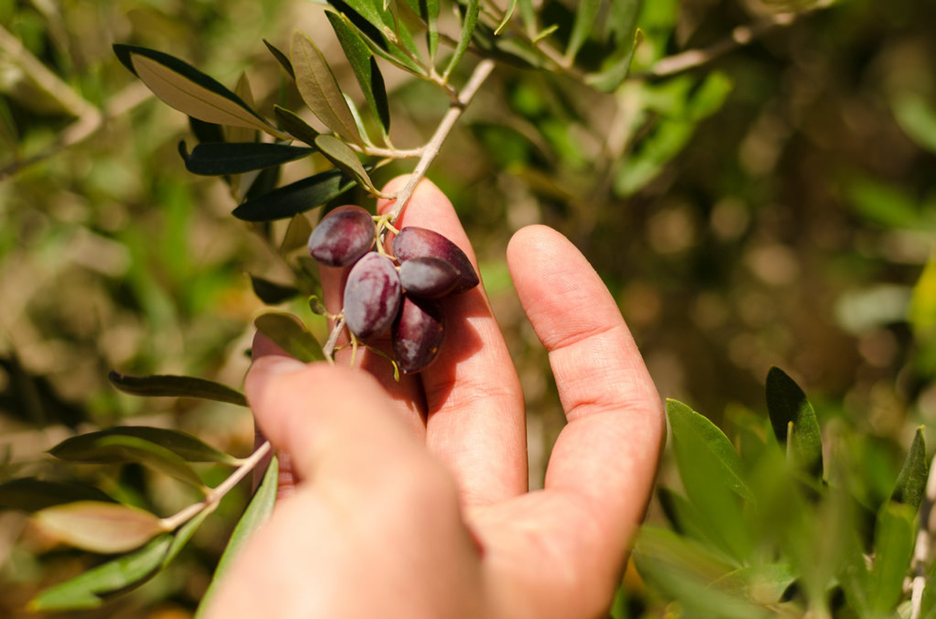 Cosecha de aceitunas