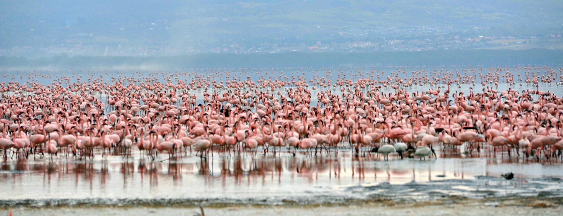 Flamingos nos Lagos do Vale do Rift