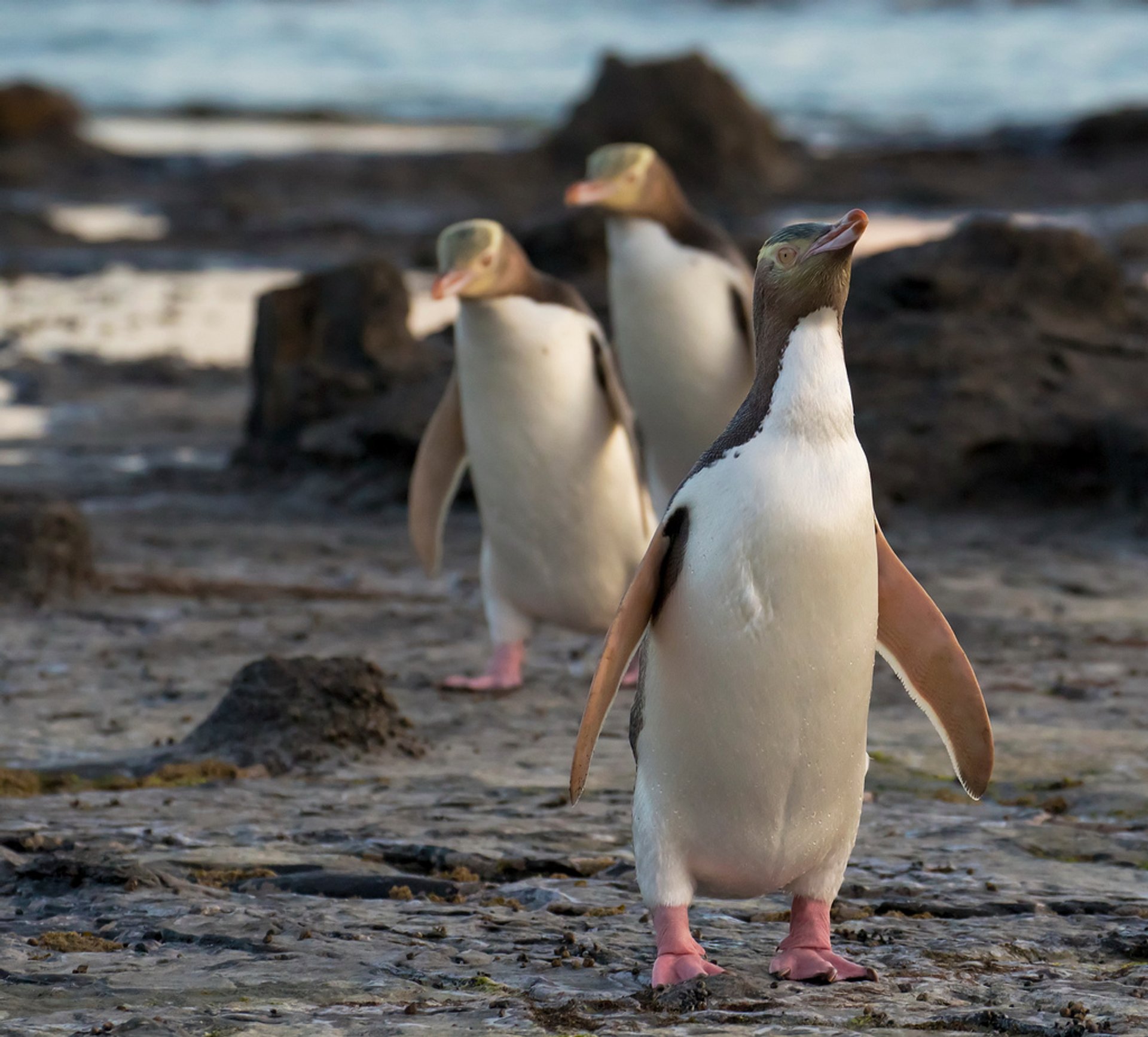 Pingouin de Hoiho aux yeux jaunes