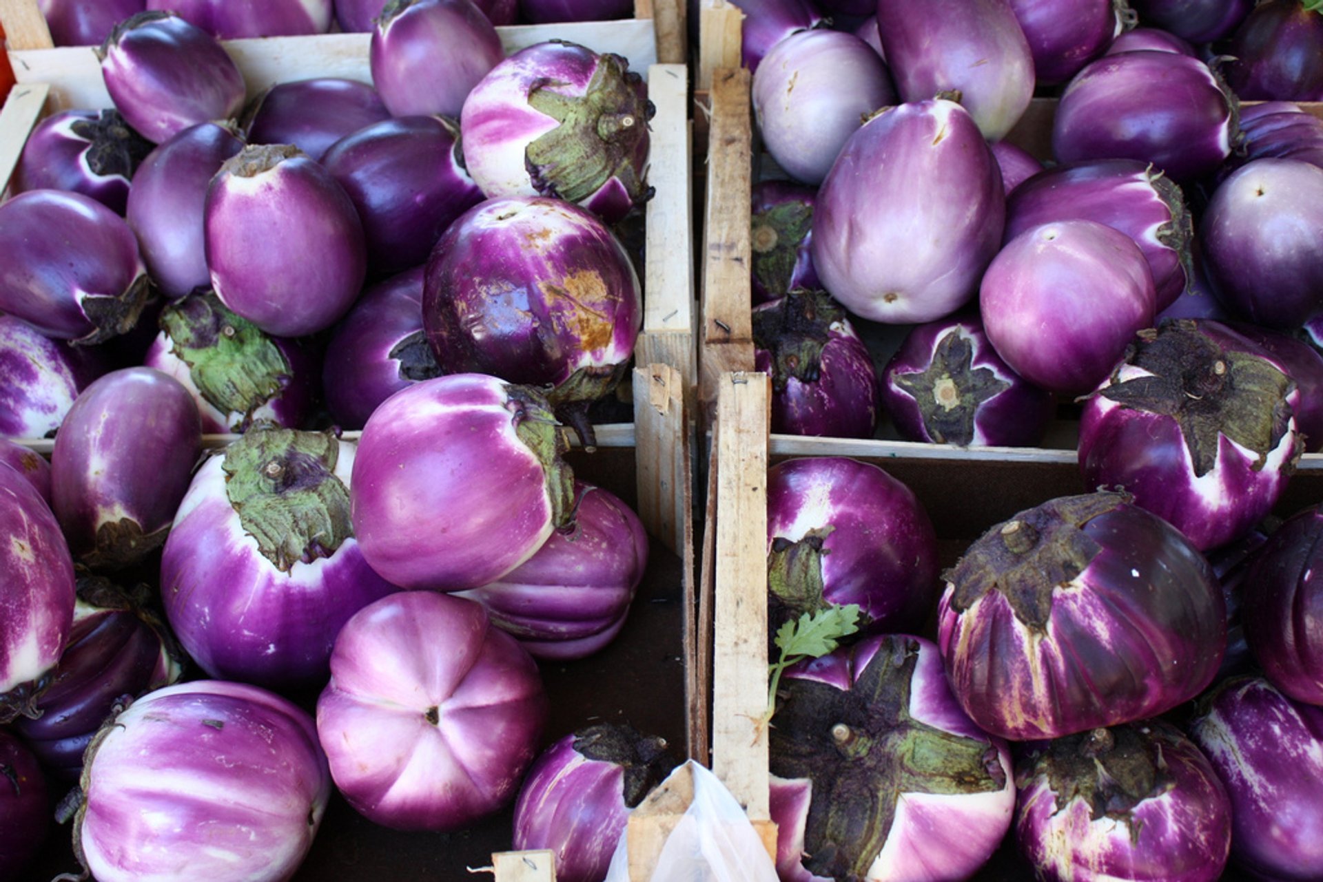 Temporada de la aubergina