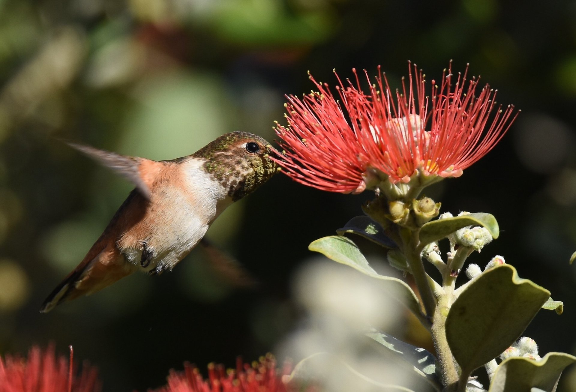 Hummingbirds in San Diego