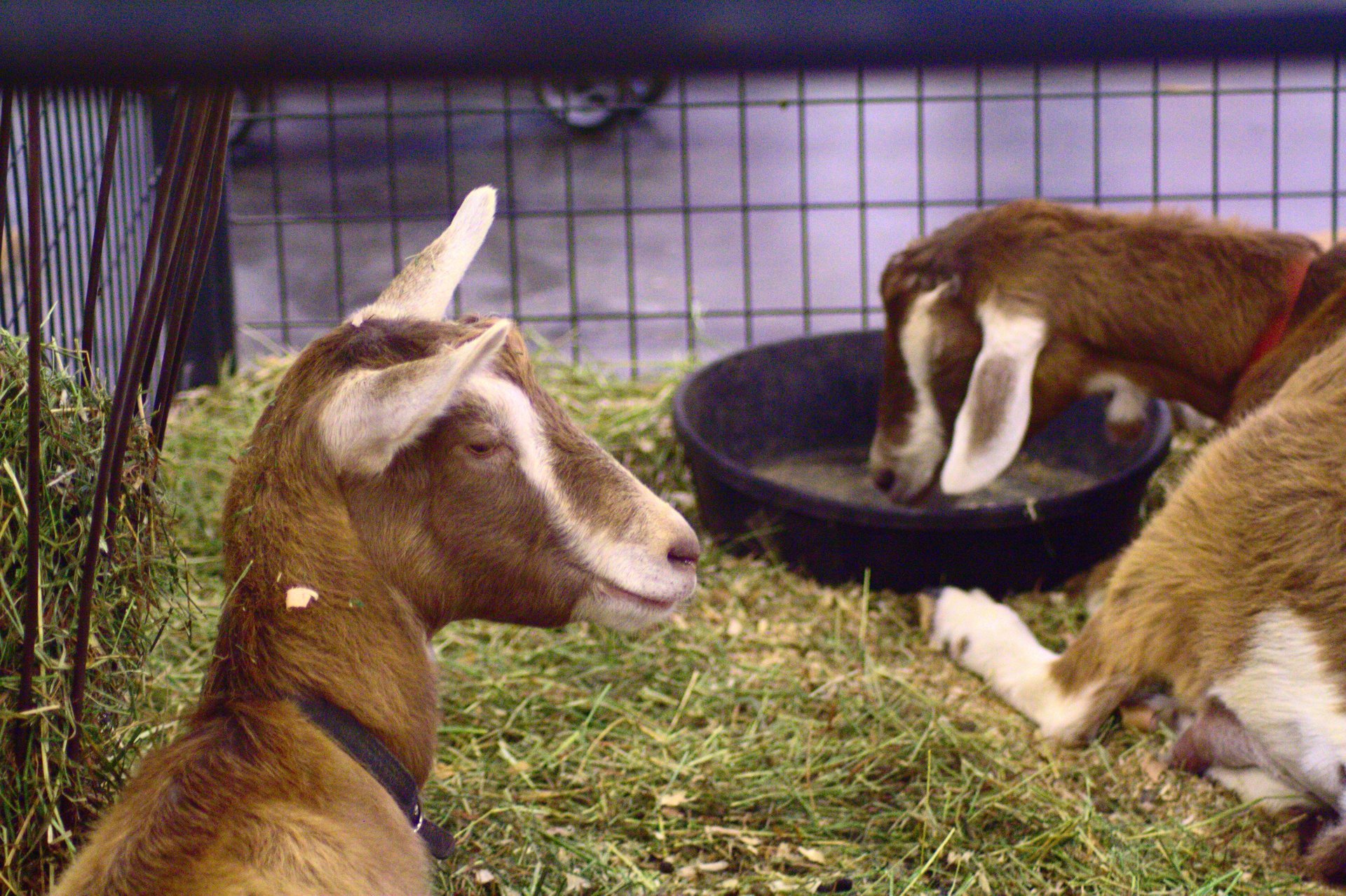 Die North Carolina State Fair