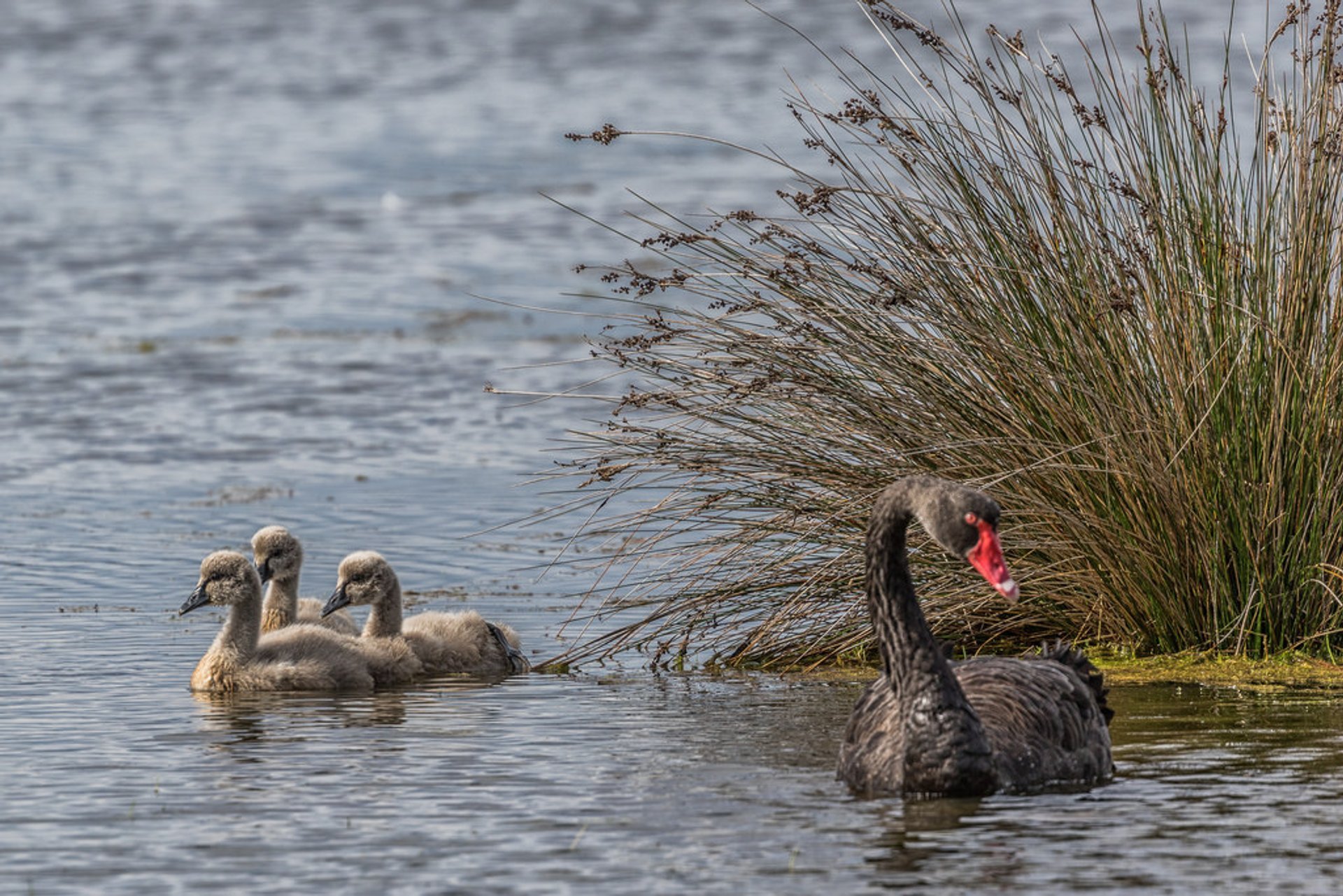 Observação de aves