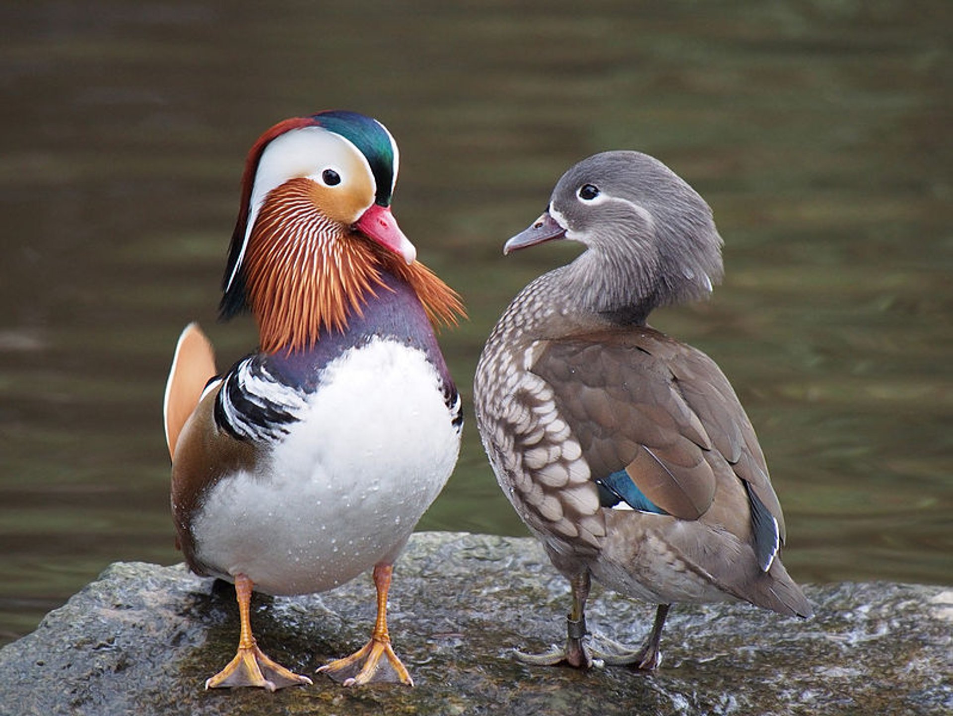 Observação de aves durante as migrações de primavera e outono