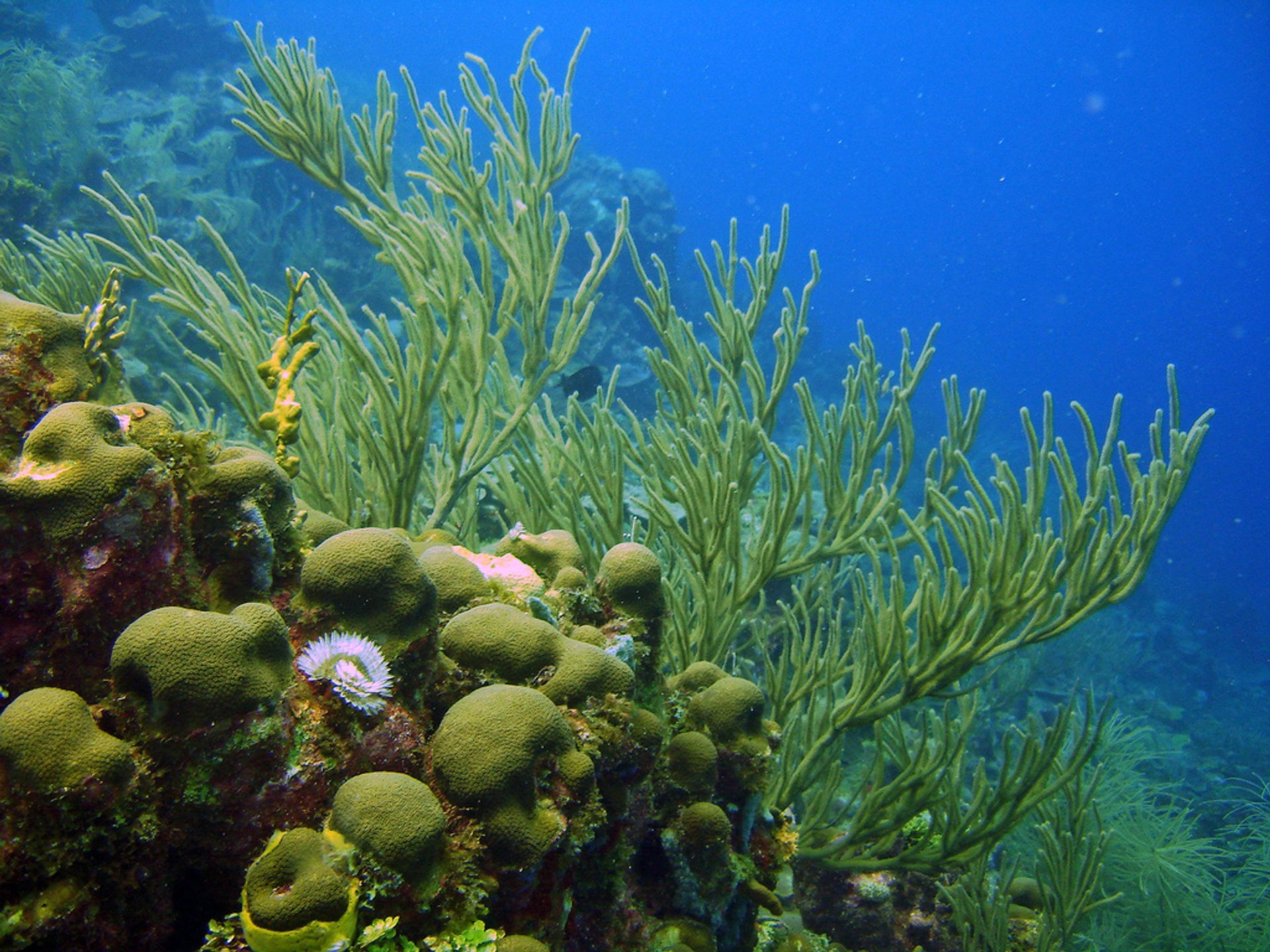 Plongée et plongée en snorkeling sur la côte des Caraïbes