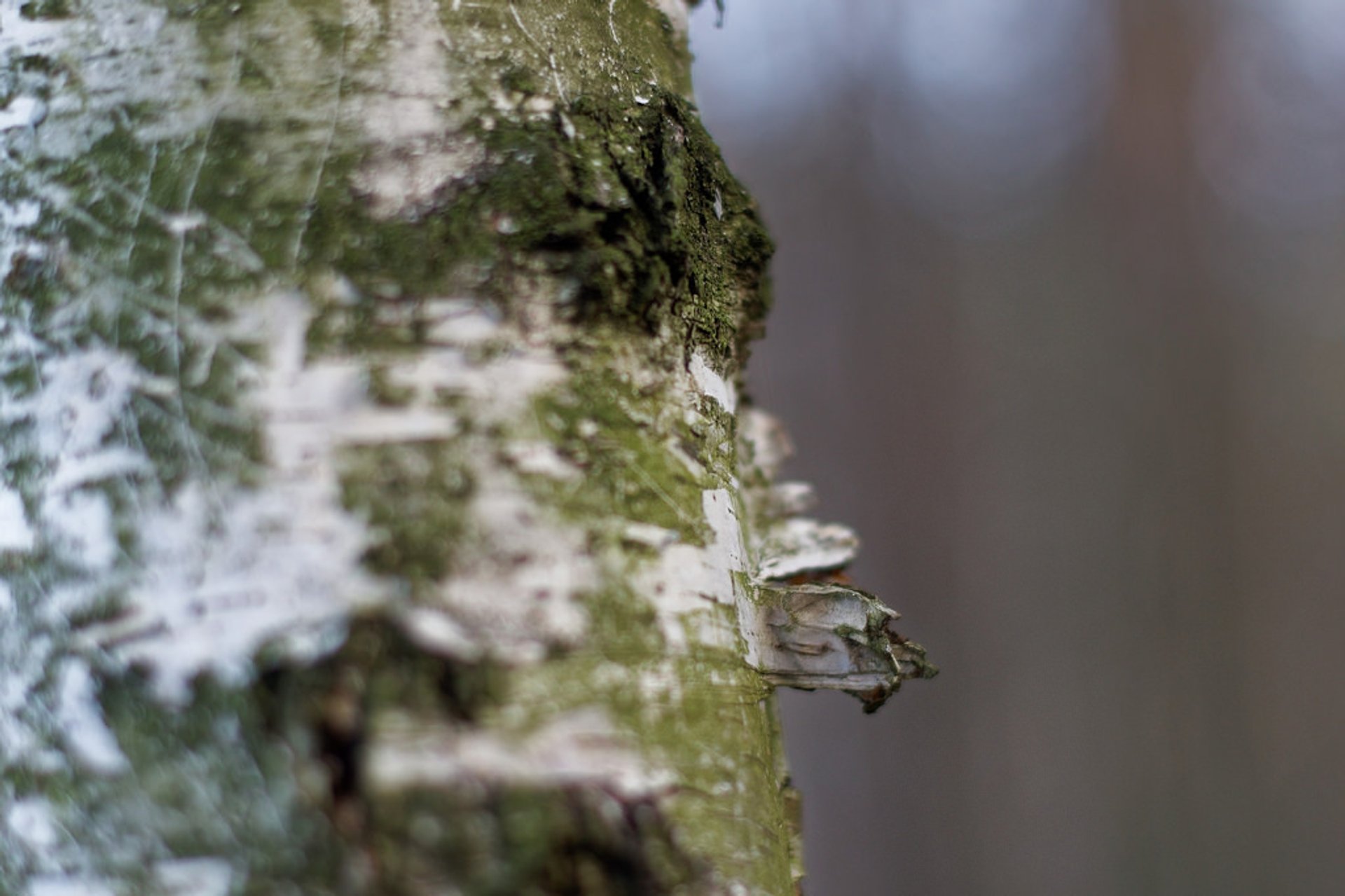 Birch Sap (Berezovyi Sik)