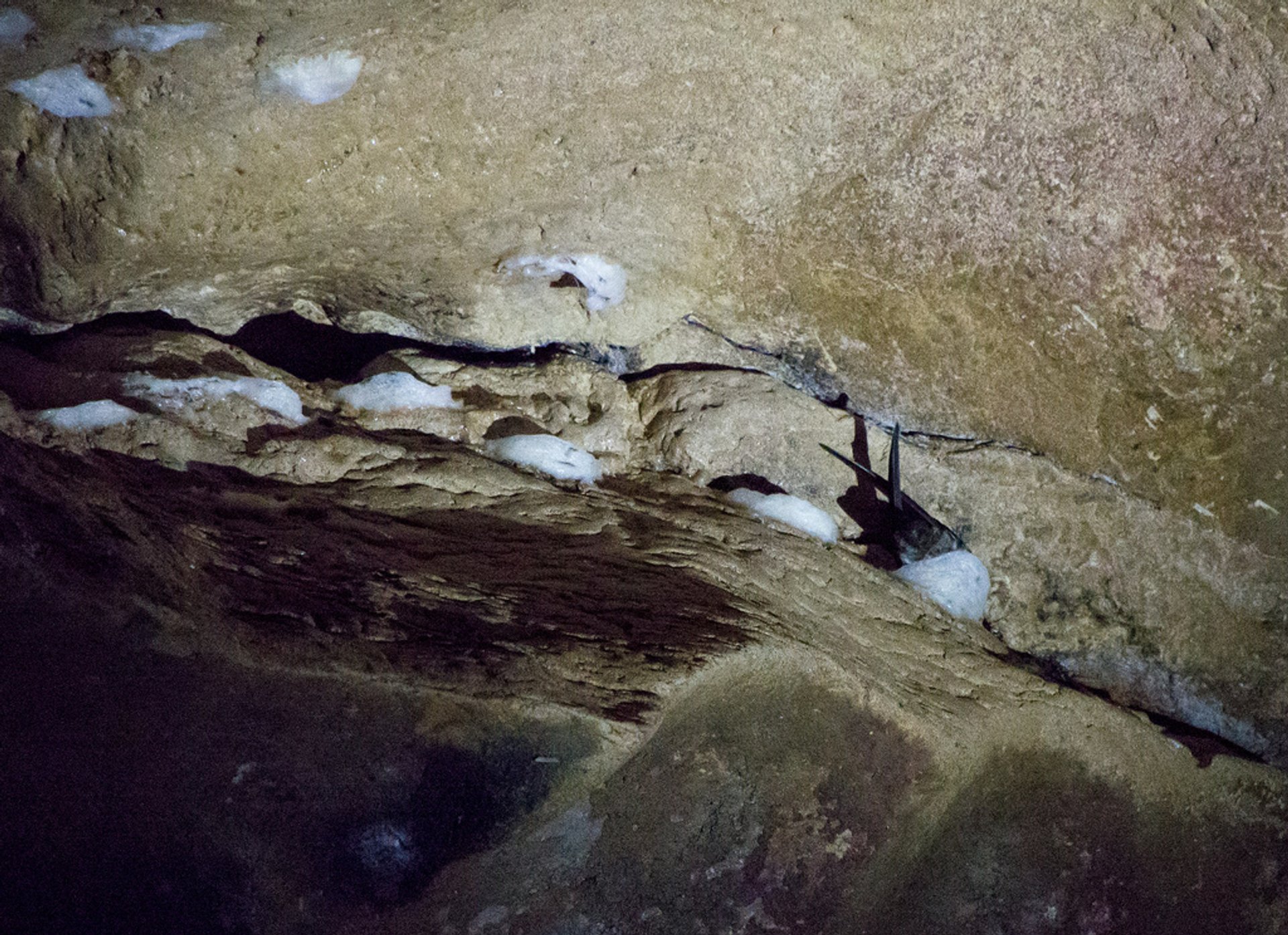 Harvest of Edible Swiftlet Nests