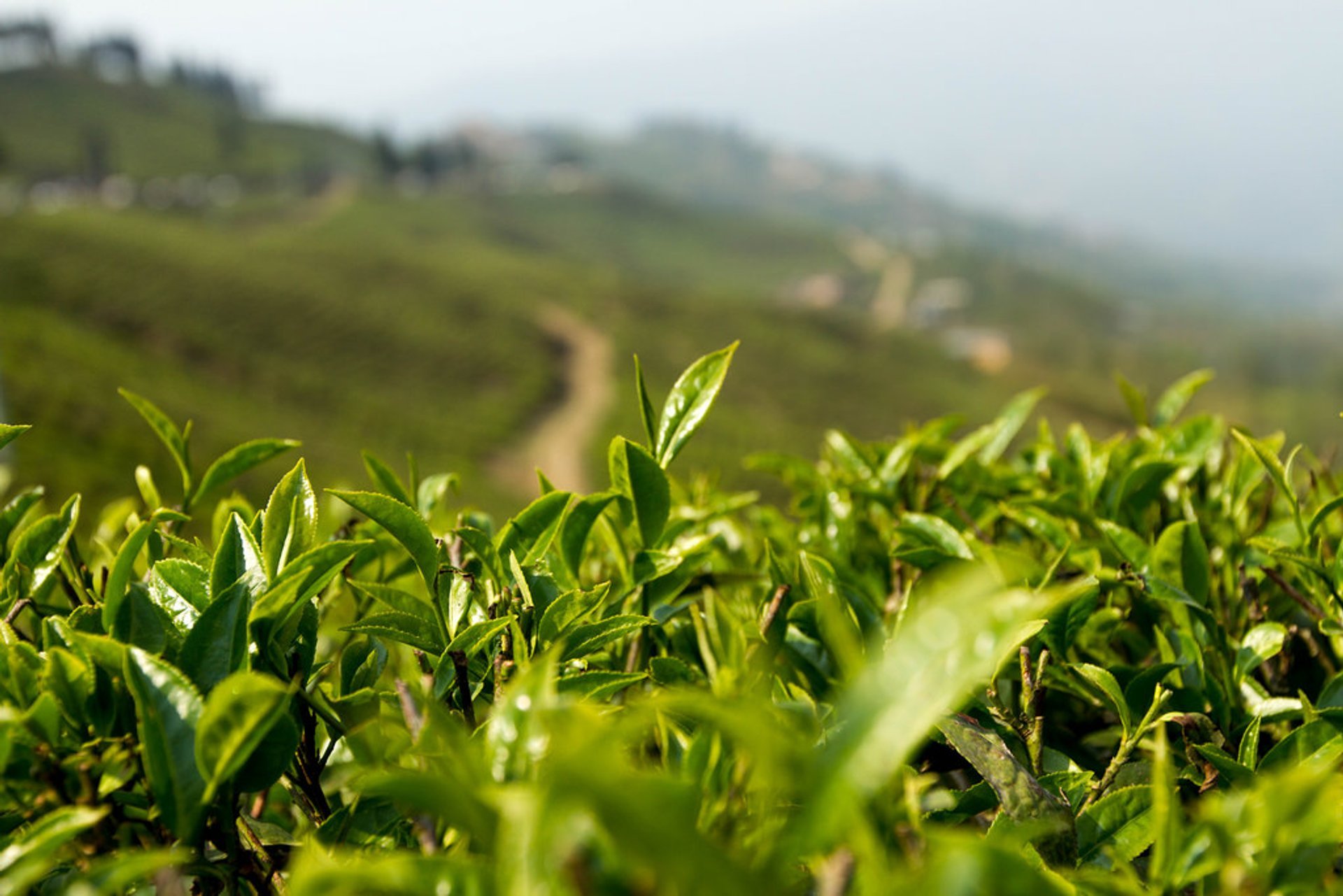 Nepal Tea Harvest Season 2024 - Rove.me