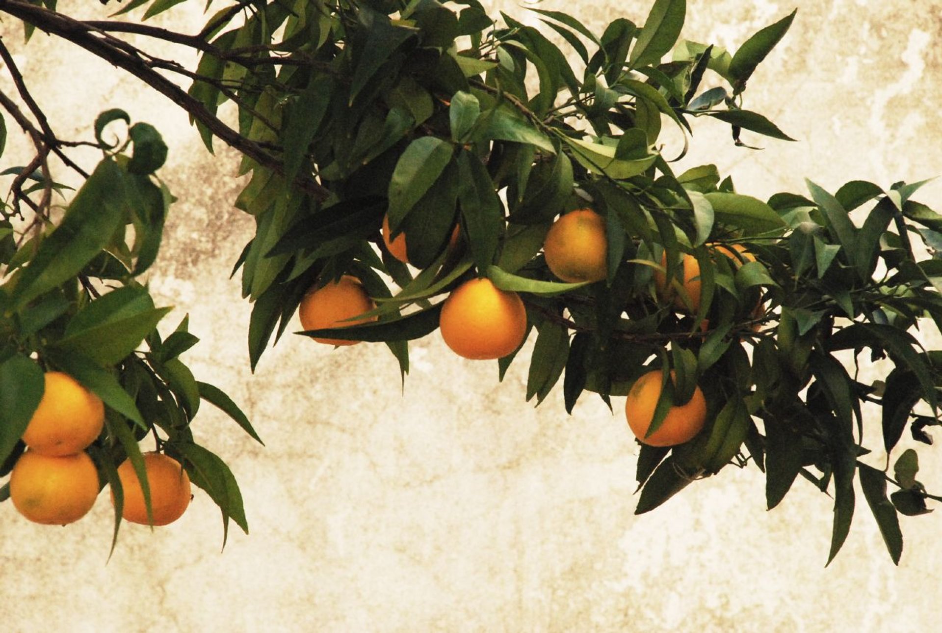 Orange Harvest