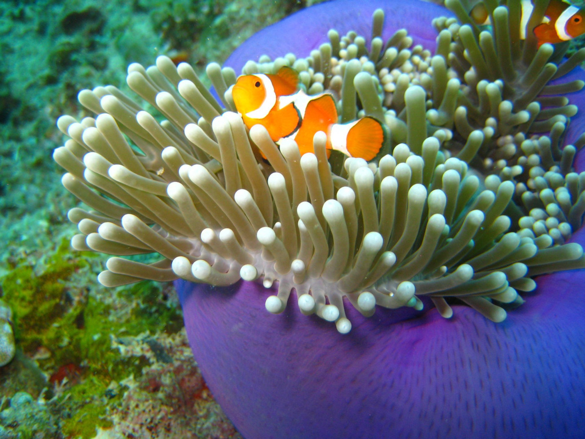 Buceo cerca de la isla de Borneo