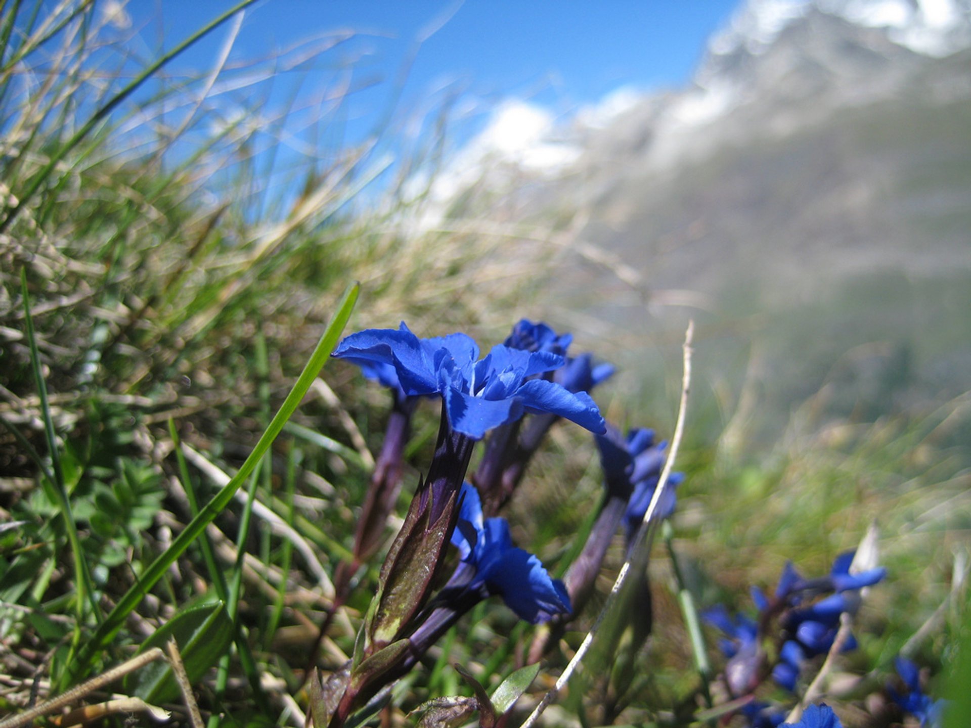 Herbes alpines