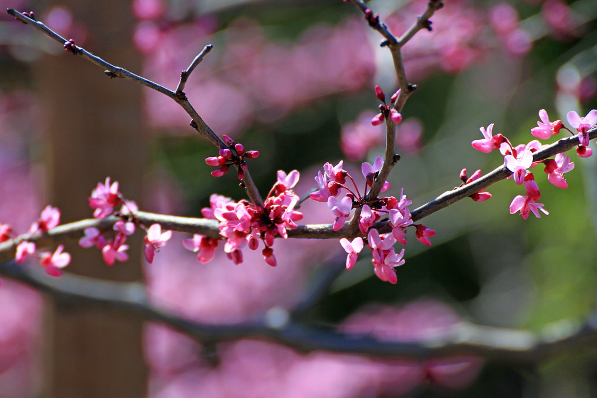 Fiesta de Cerezos en Flor