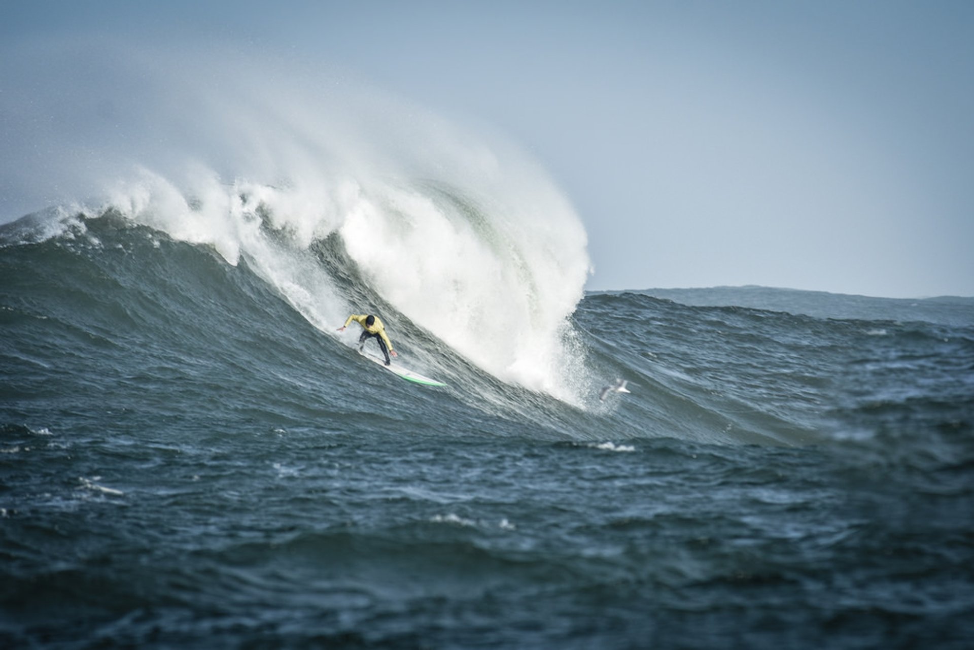 Surfen oder Wellenreiten