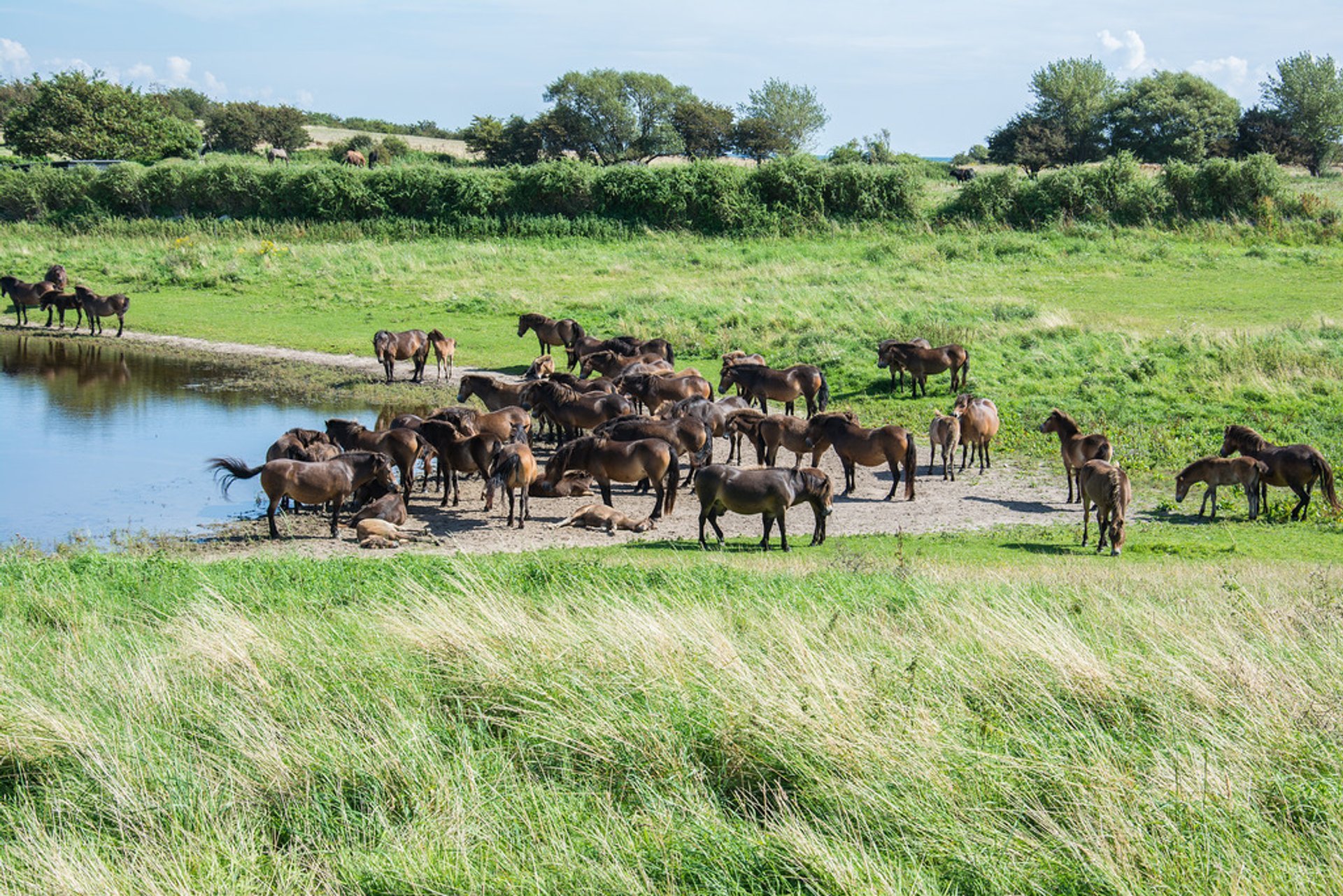 Chevaux sauvages